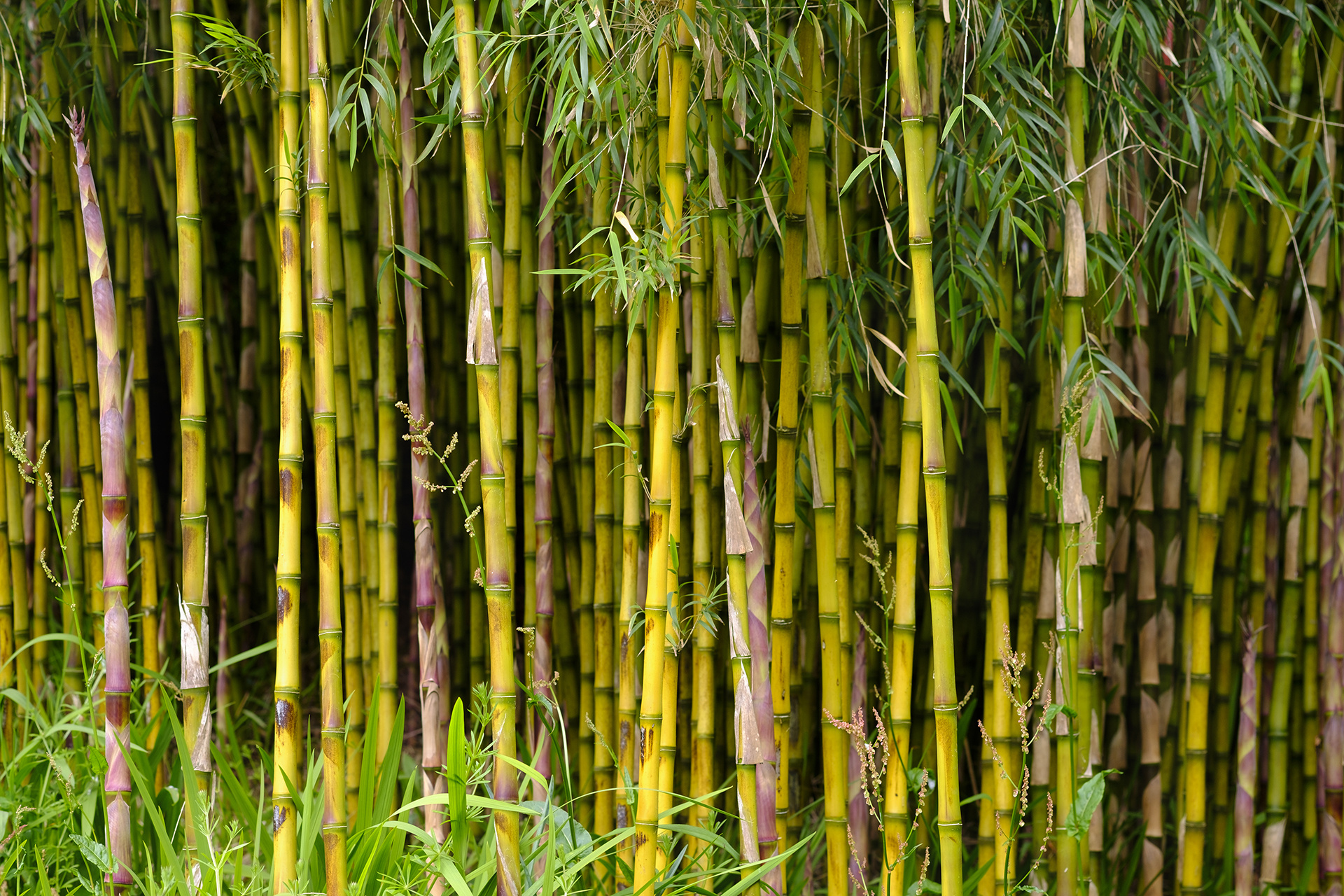 Bamboo: Plant with strength-to-weight ratio is similar to timber, Tropical forest. 1920x1280 HD Background.
