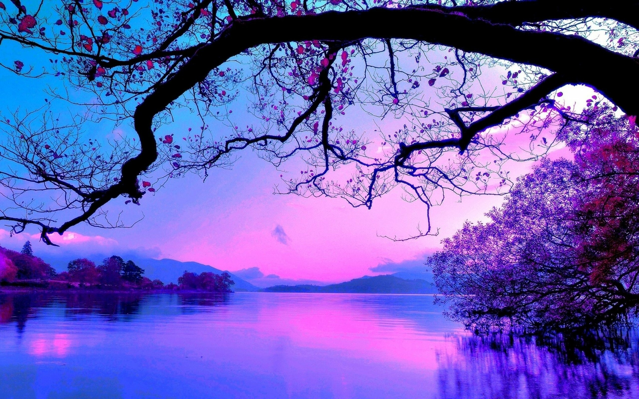 Cloudy sunset sky, Majestic tree silhouette, Serene twilight, Nature's tranquility, 2560x1600 HD Desktop