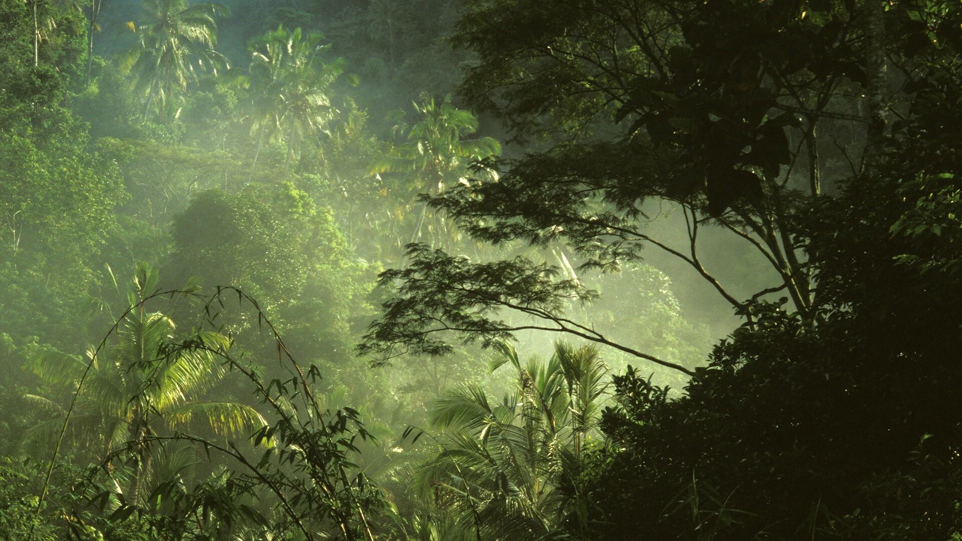 Jungle: Areas similar to rainforests, with less trees and more sunlight. 1920x1080 Full HD Background.