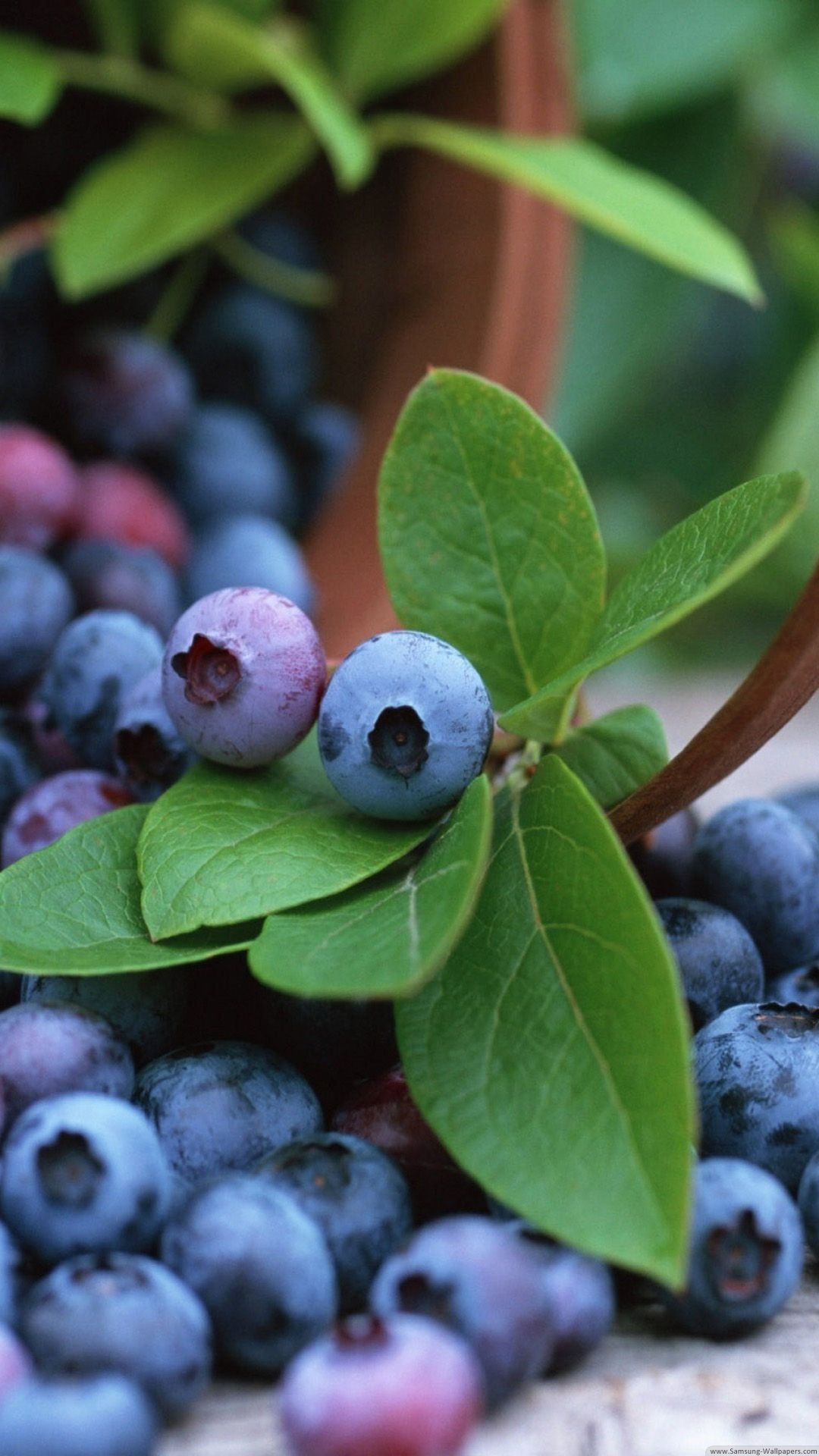 Huckleberry: Whortleberry, The berries of several plants of genus Vaccinium. 1080x1920 Full HD Wallpaper.