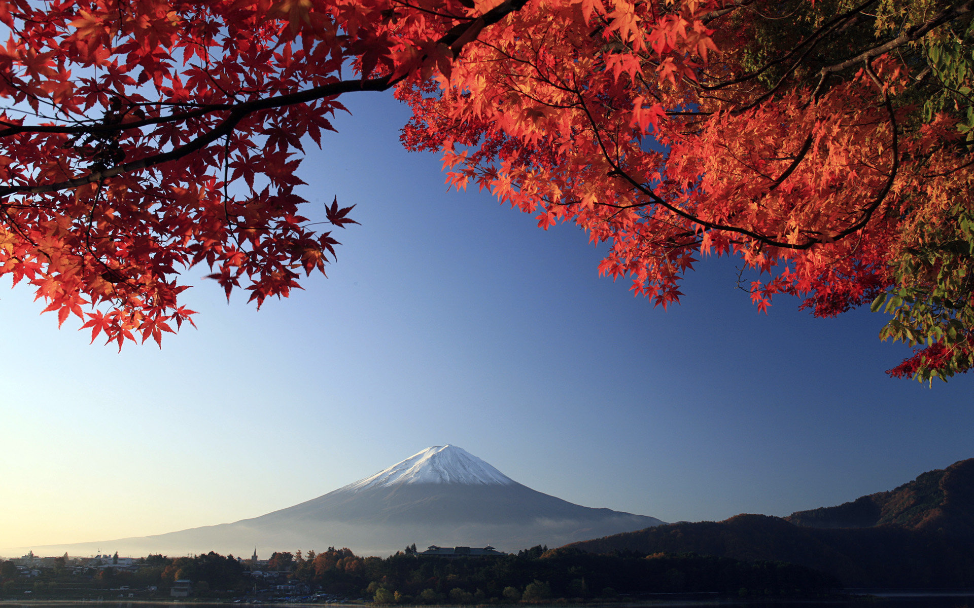Tree with volcano background, Serene nature, Captivating view, Mesmerizing scene, 1920x1200 HD Desktop