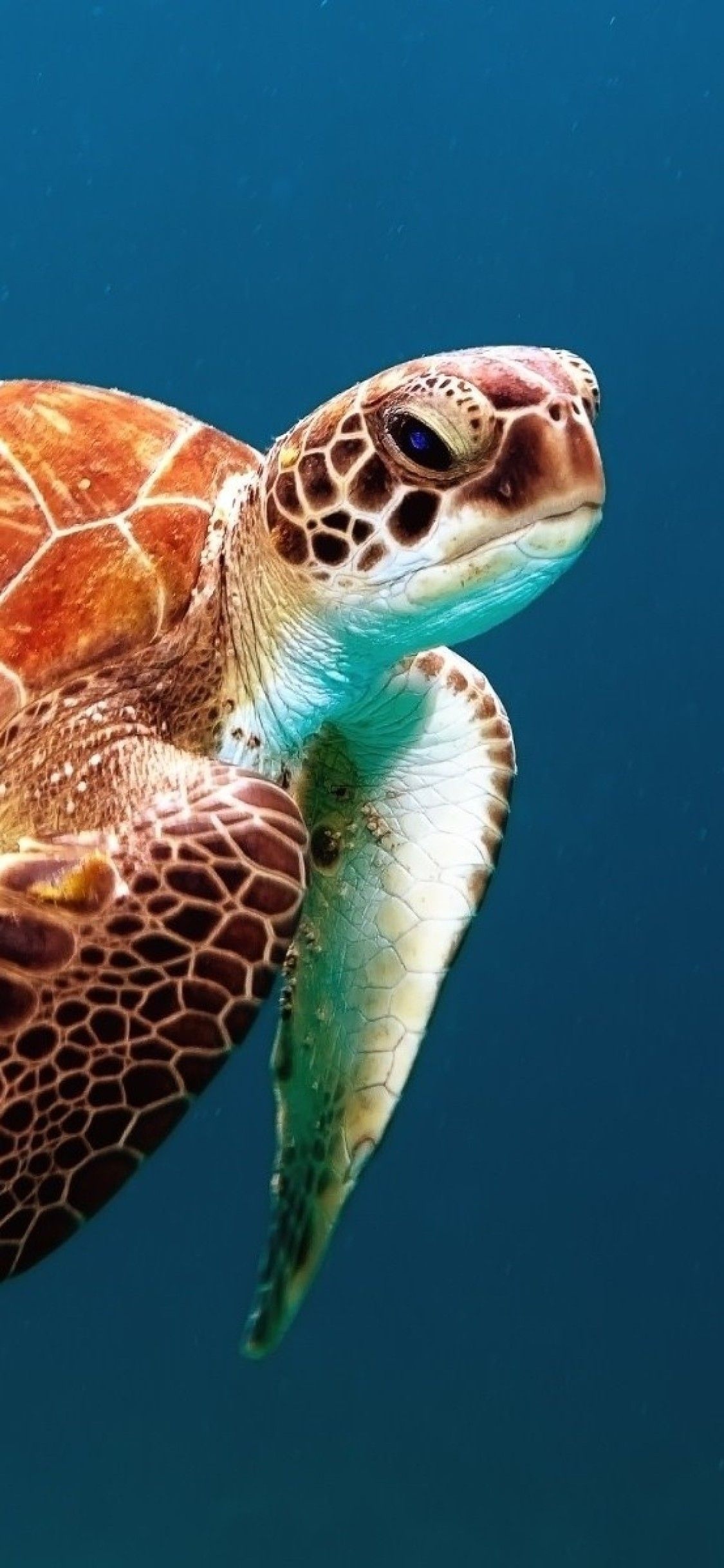 Turtle elegance, Striking wallpapers, Mesmerizing sea turtles, Beautiful marine creatures, 1130x2440 HD Phone