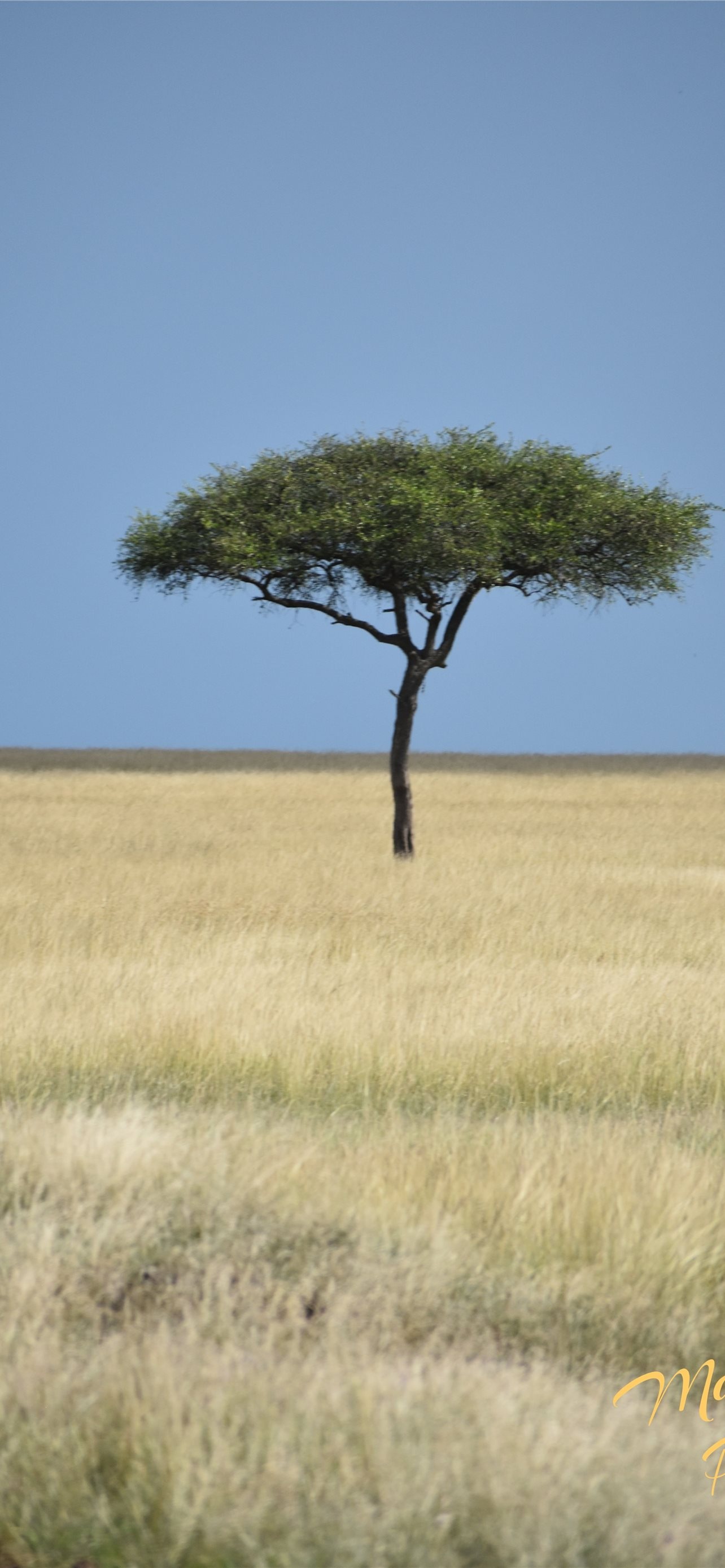 Acacia Tree, Kenya's beauty, iPhone wallpapers, Nature's wonders, 1290x2780 HD Phone