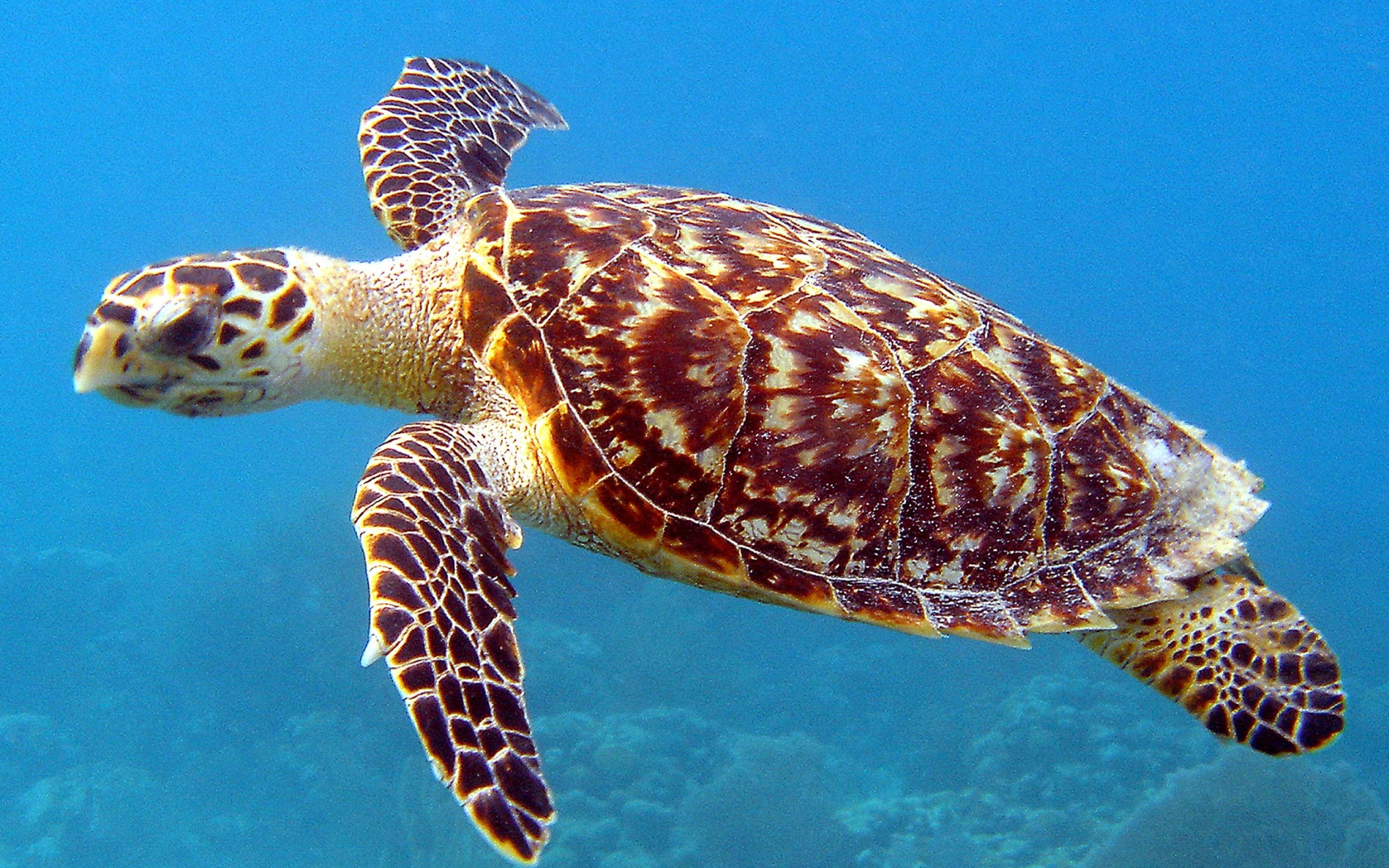Turtle: The only reptiles that migrate long distances to lay their eggs on a favored beach. 2880x1800 HD Wallpaper.