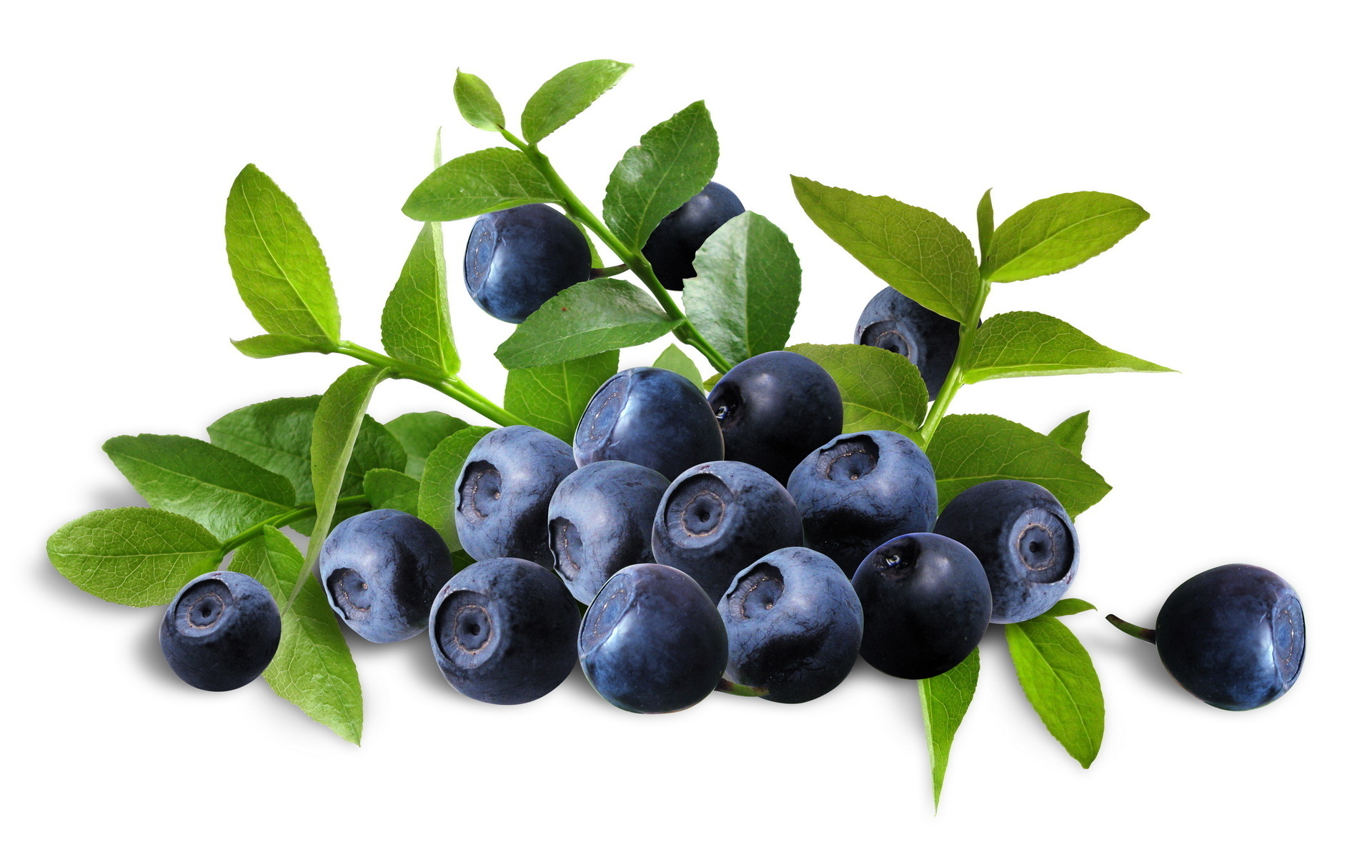 Huckleberry: Vaccinium berries, Blueberry. 1920x1200 HD Wallpaper.