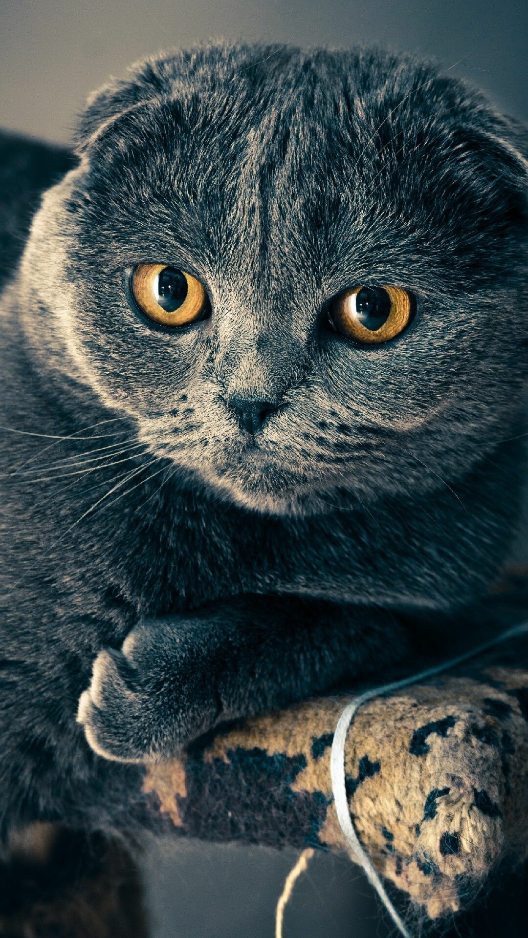 Scottish Fold: These cats can be found with a short-coated or long-coated appearance. 1080x1920 Full HD Background.
