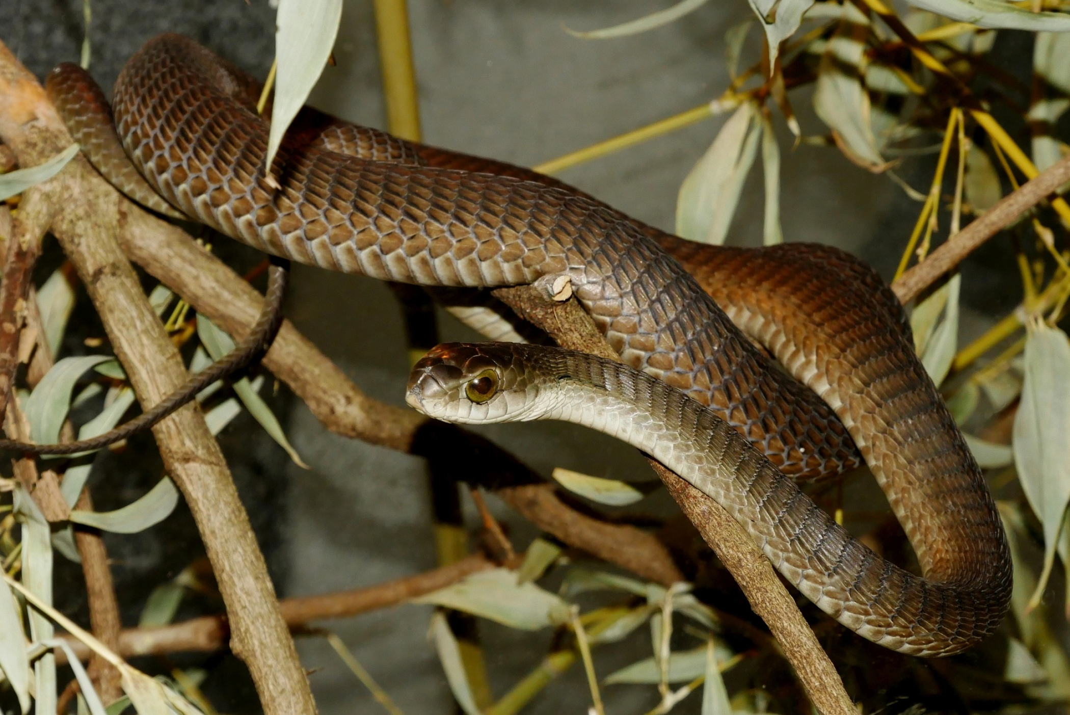 Boomslang, Dispholidus typus, African serpent, Venomous reptile, 2100x1410 HD Desktop