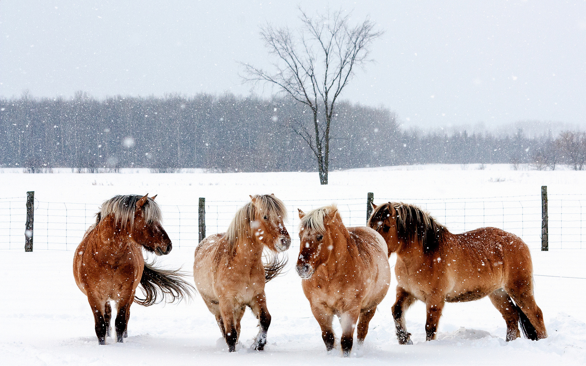 Horses in the snow, Stunning wallpapers, Snowy landscapes, Winter scenes, 1920x1200 HD Desktop