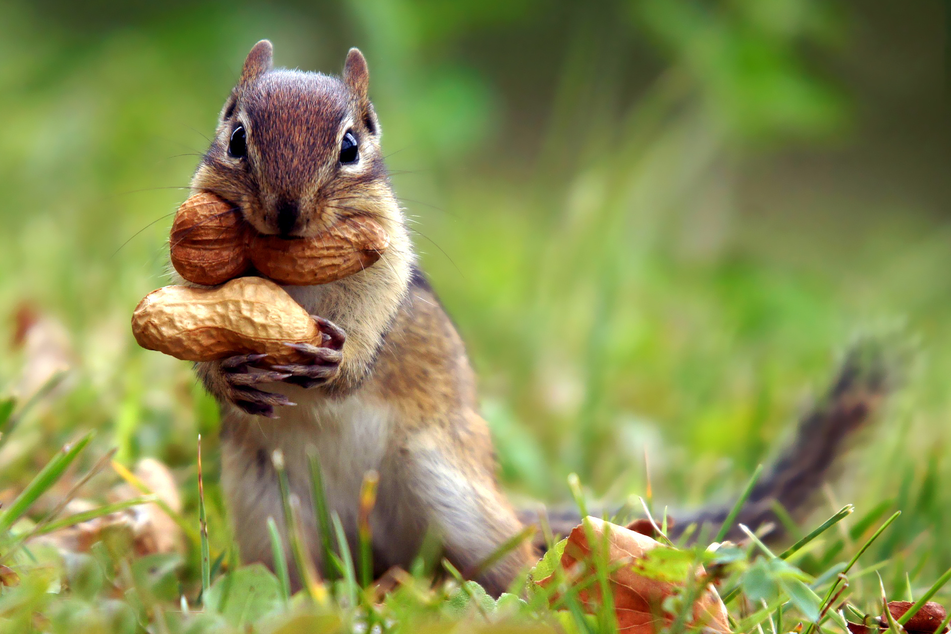Chipmunk: Have expandable cheek pouches that allow them to carry food to their burrows. 1920x1280 HD Wallpaper.