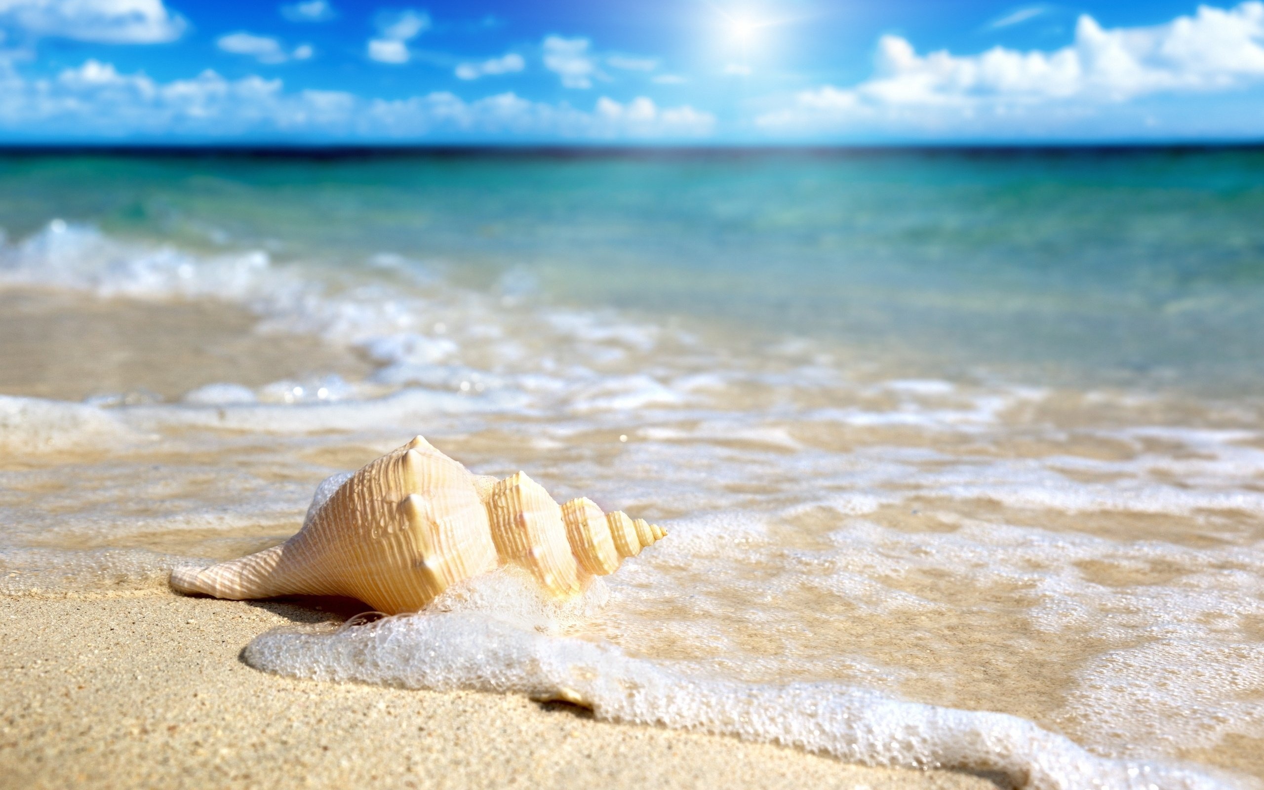 Sea Shell: Beach, Have been used as bowls, and when big enough, even as bathtubs. 2560x1600 HD Background.