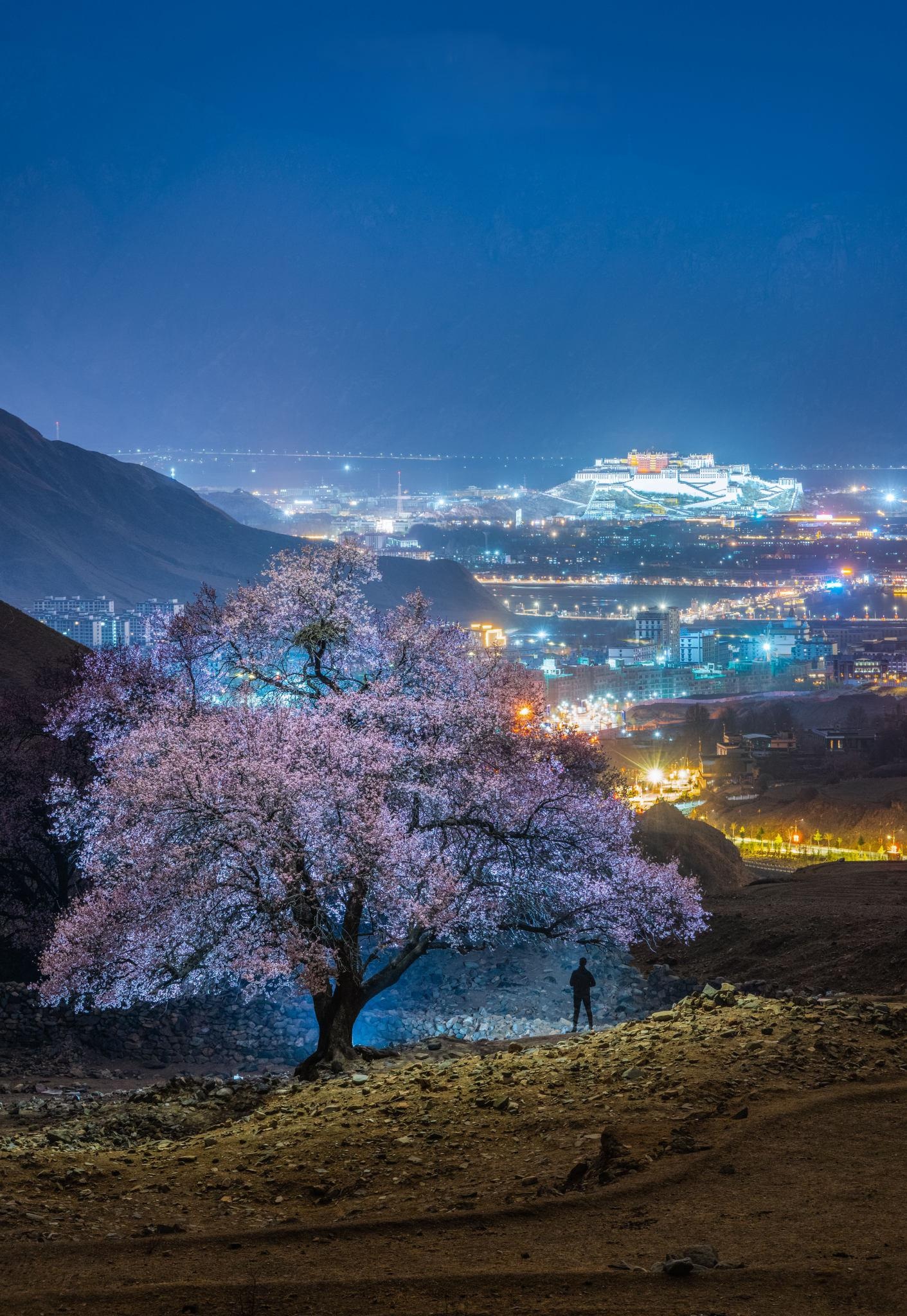Potala Palace, Peach tree opening, Llasa, Tibet, 1420x2050 HD Handy