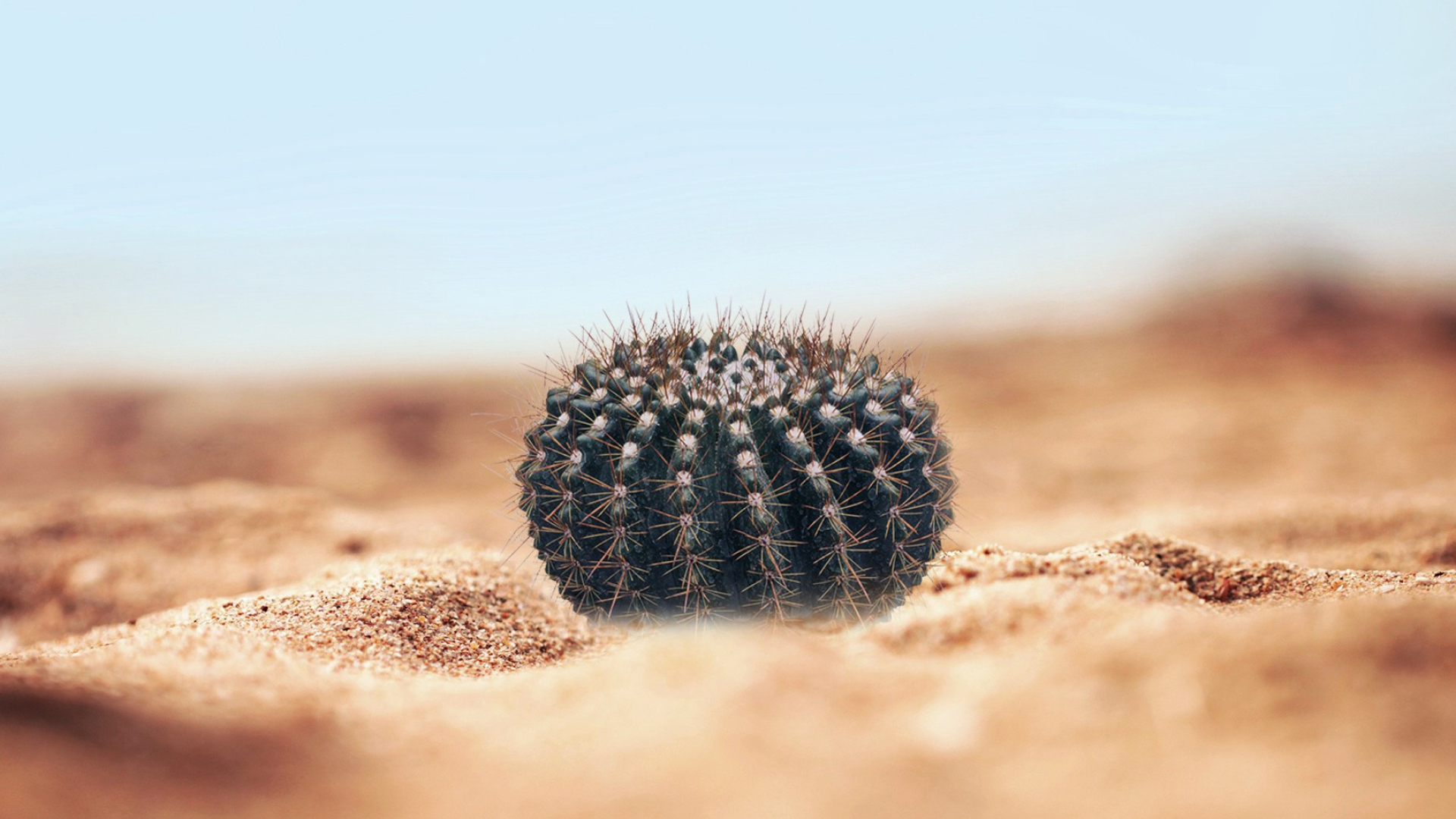 Cactus: A popular ornamental plant, and are often grown in gardens and greenhouses. 1920x1080 Full HD Background.