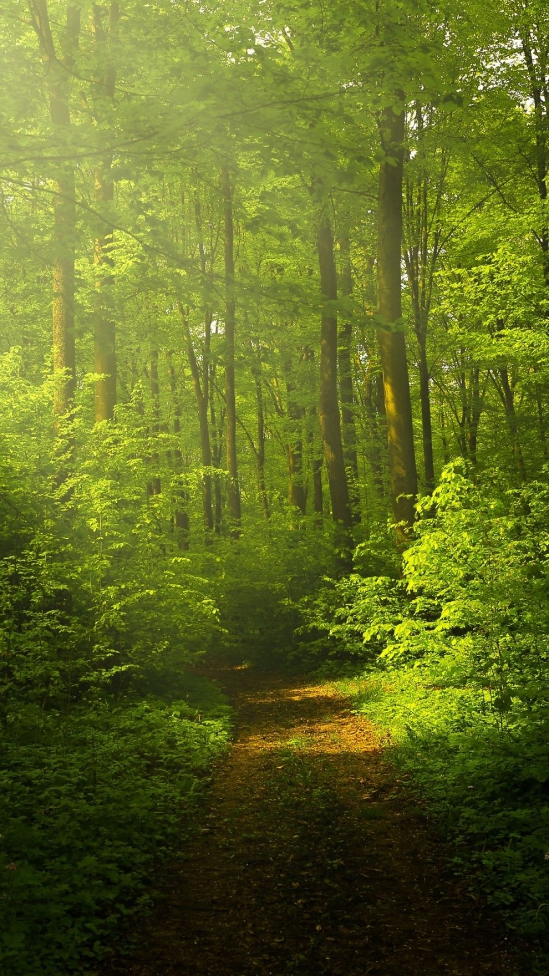 Green Forest: Converts carbon dioxide into oxygen and biomass, Ecoregion. 1080x1920 Full HD Wallpaper.