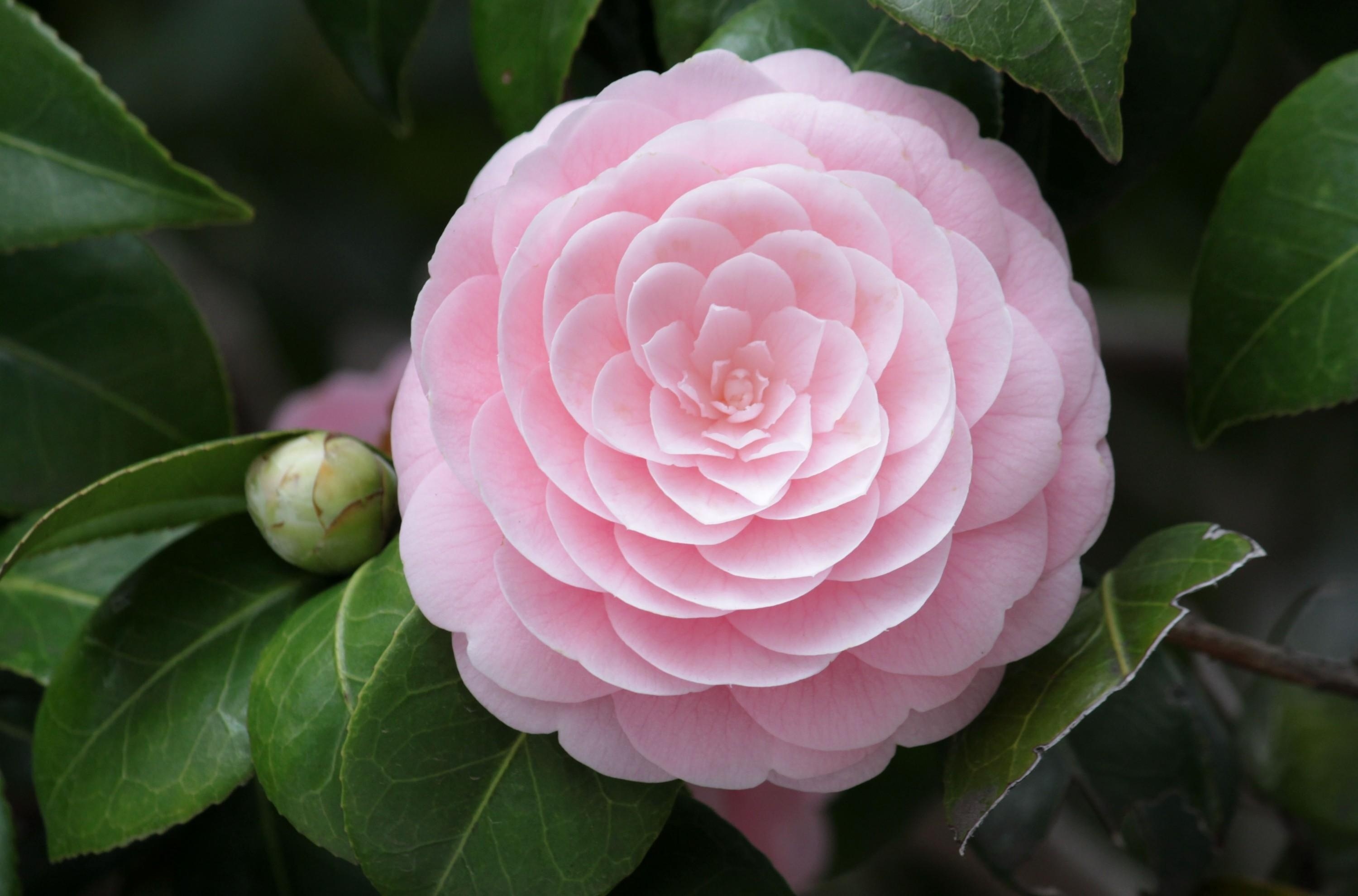 Camellia flower soft, Close up bud, 1078697 HD wallpapers, HD wallpapers, 3000x1980 HD Desktop