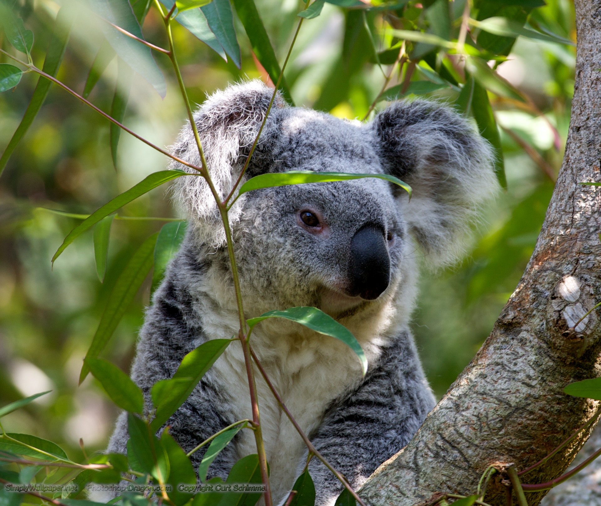 Koala bear wallpaper, Adorable marsupials, Cute wildlife, Desktop perfection, 1920x1620 HD Desktop