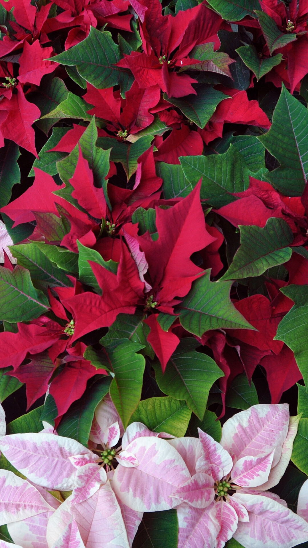 Poinsettia: The colorful bracts of these plants are leaves, not flowers, with the most common bract color being red. 1080x1920 Full HD Background.