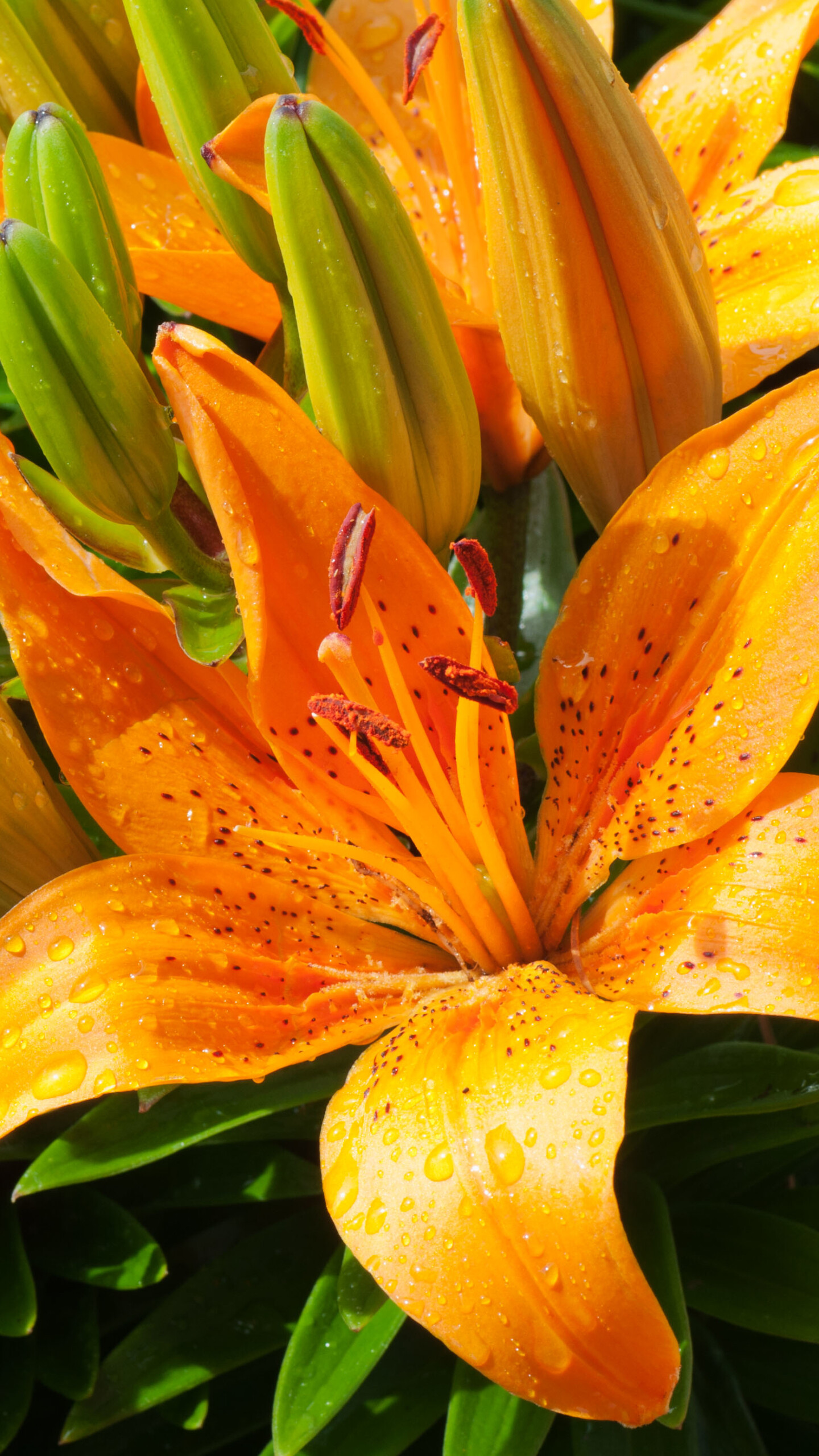 Lily: Lilium bulbiferum, Herbaceous European lilies with underground bulbs, belonging to the Liliaceae. 1440x2560 HD Wallpaper.