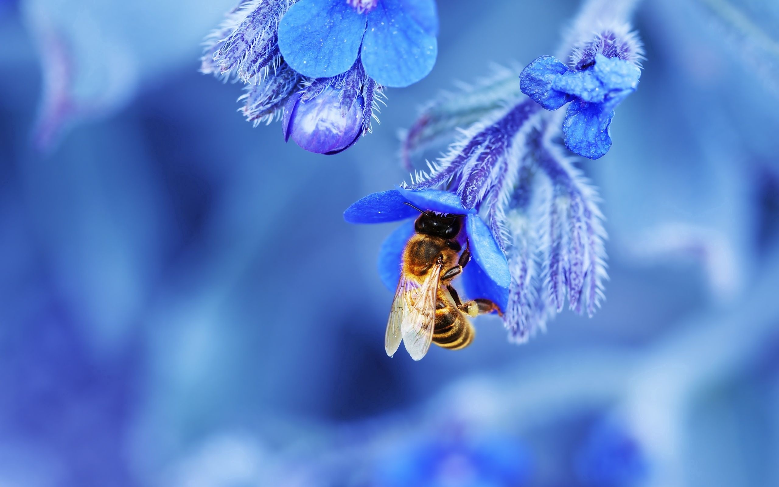 Bee: Super-important pollinators for flowers, fruits and vegetables. 2560x1600 HD Wallpaper.