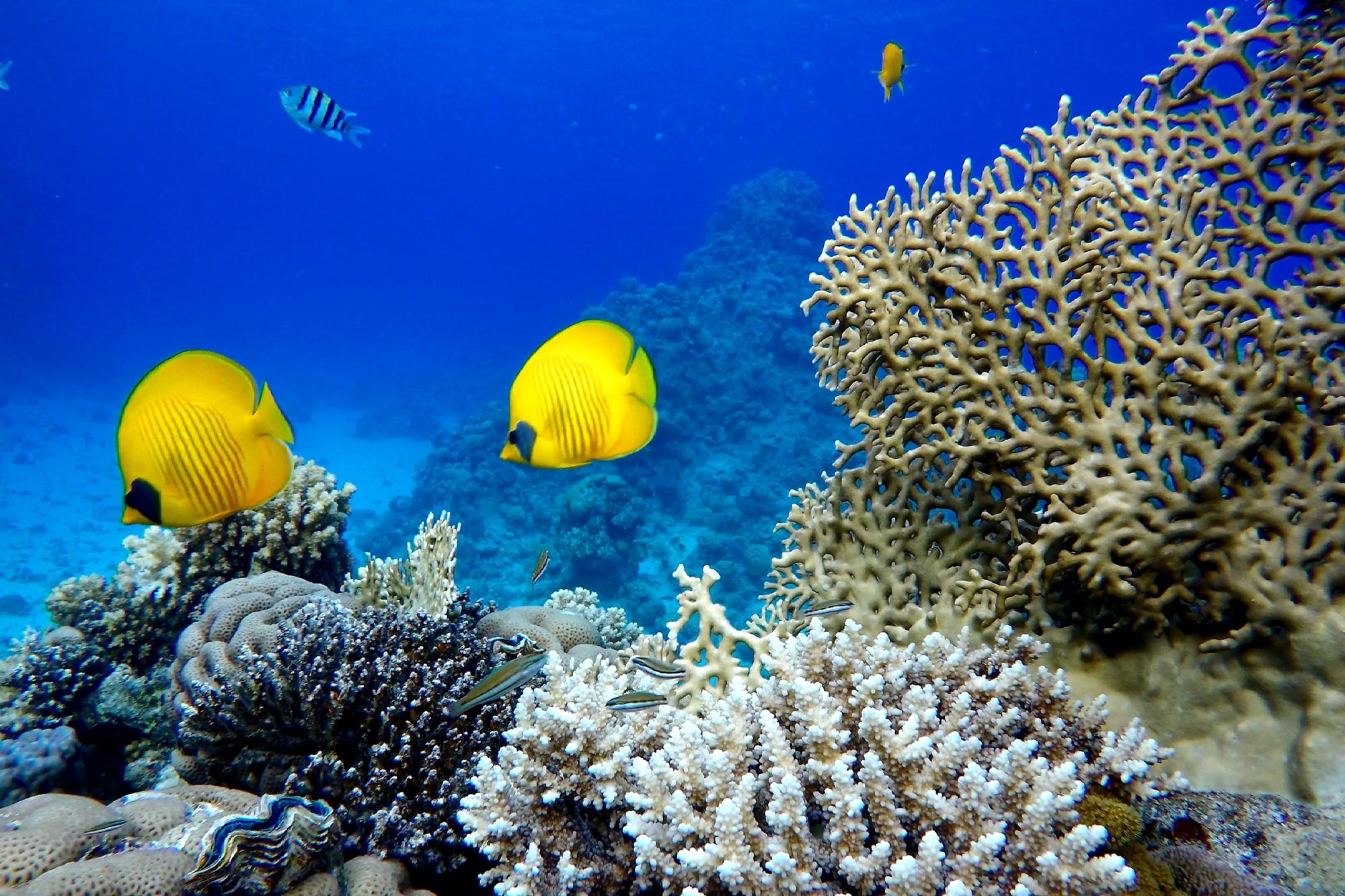 Urgent action required, Disappearing coral reefs, 2000x1340 HD Desktop