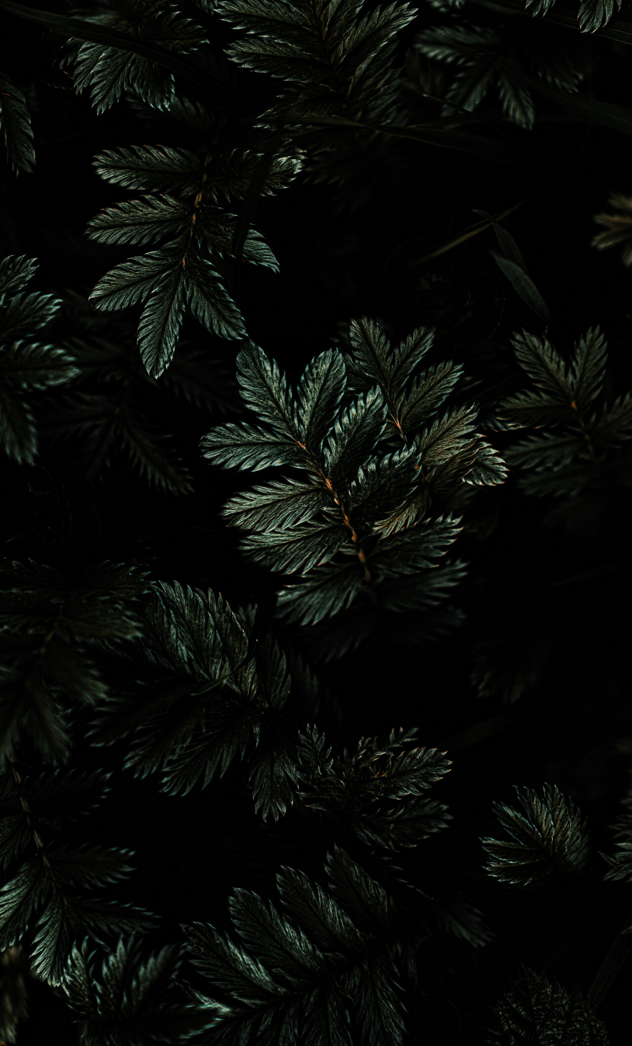 Leaves: Dark green-leafed terrestrial plant, Botany. 1280x2120 HD Background.
