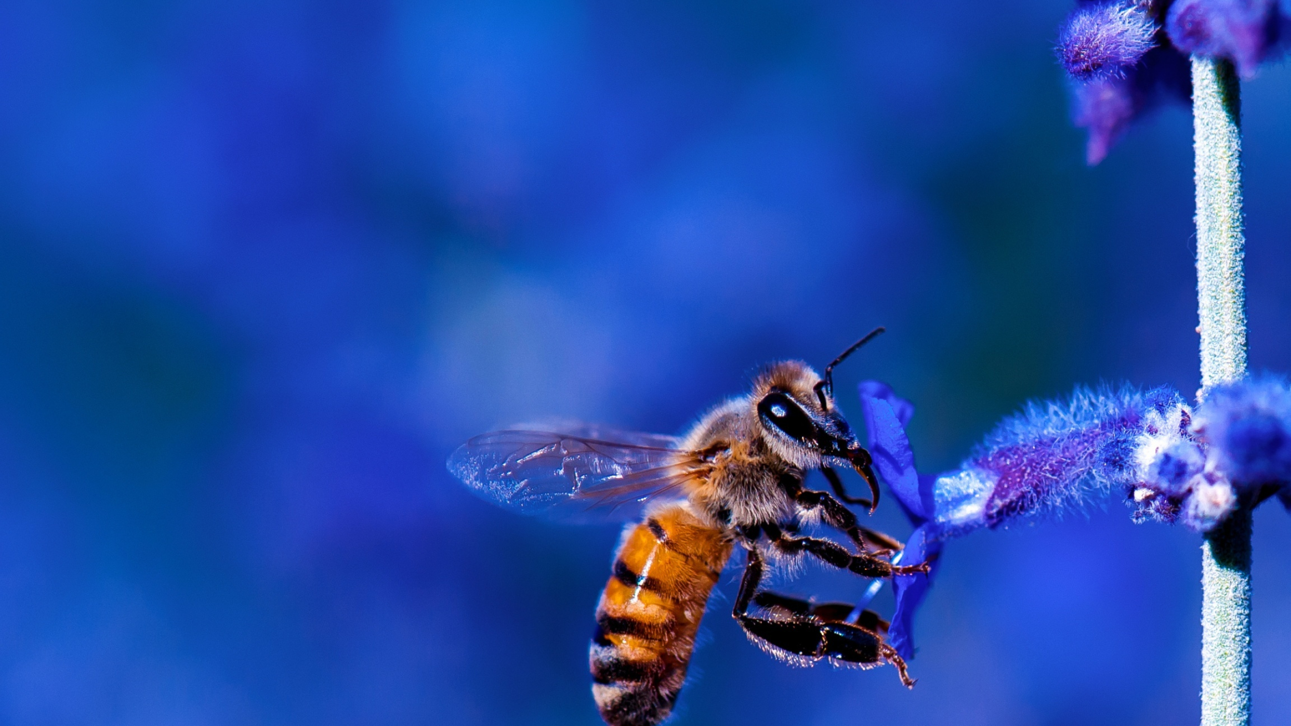 Bee: Apiculture, Practiced for millennia, since the times of Ancient Egypt and Ancient Greece. 2560x1440 HD Background.