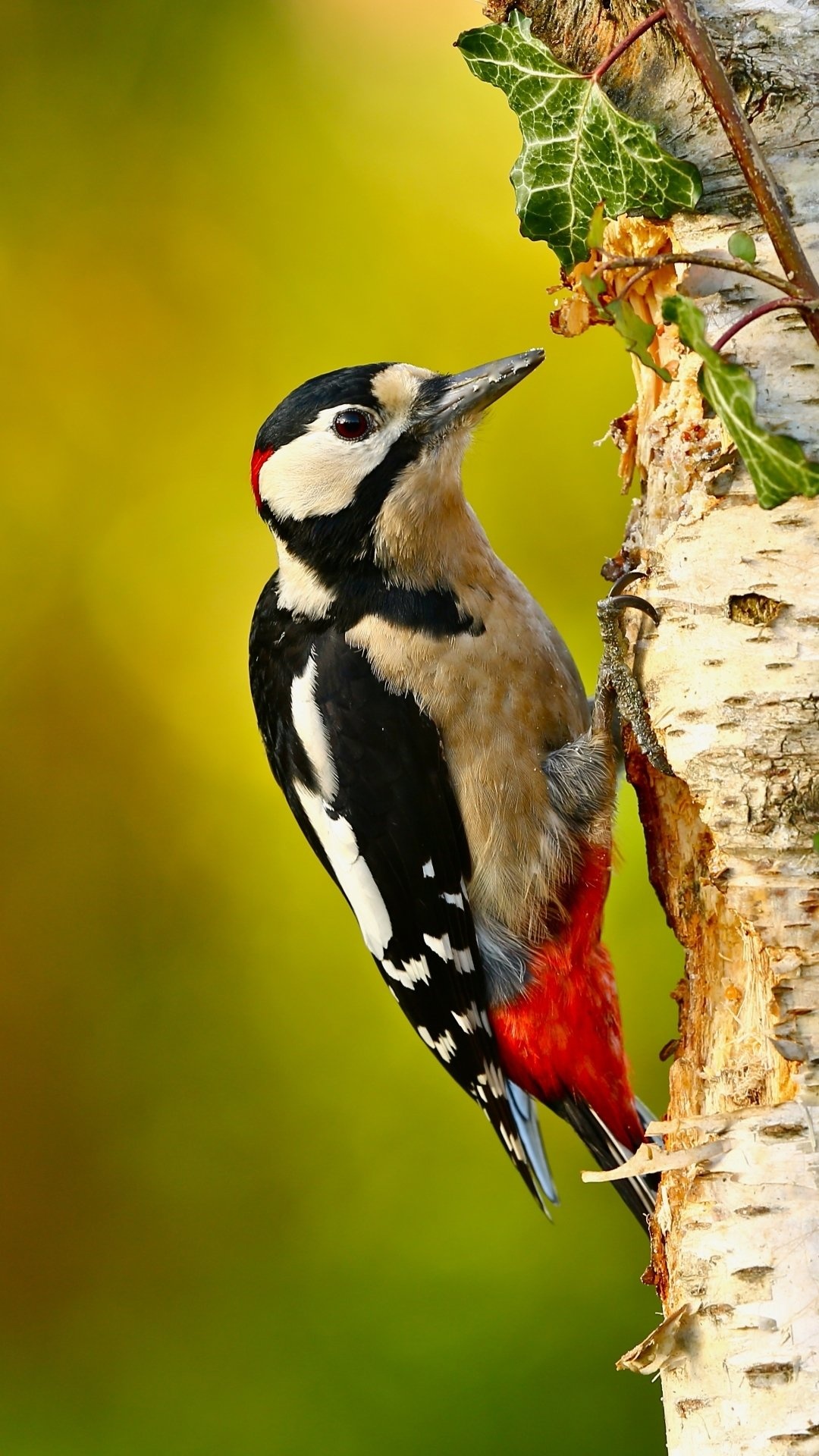 Woodpecker, Animal kingdom, Bird species, Nature's marvel, 1080x1920 Full HD Handy