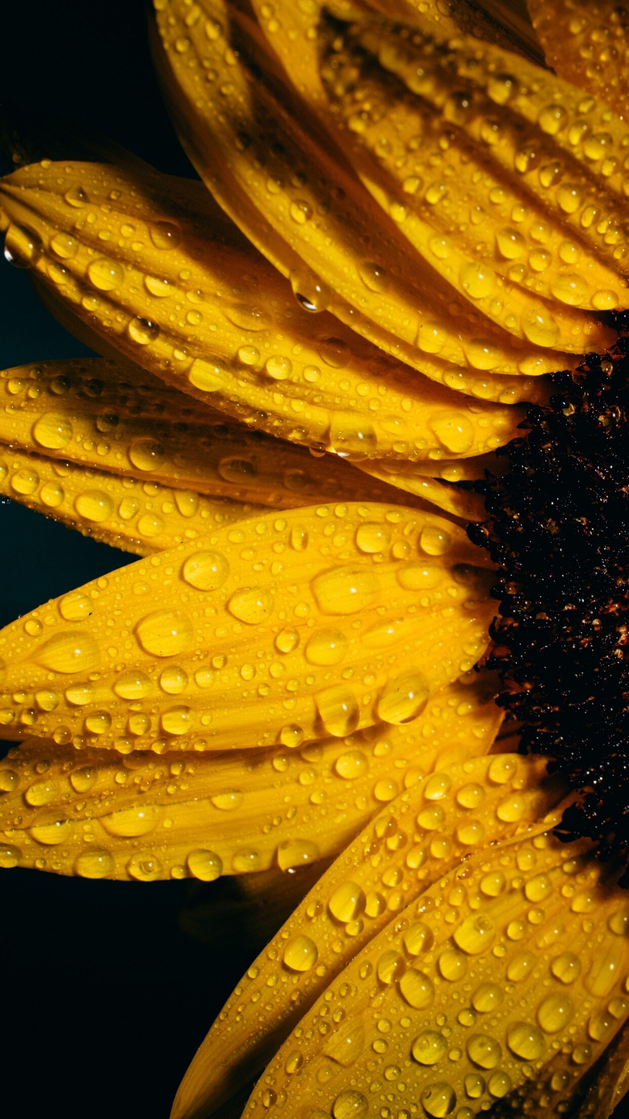 Sunflower: It was one of several plants cultivated by Native Americans in prehistoric North America as part of the Eastern Agricultural Complex. 1250x2210 HD Background.
