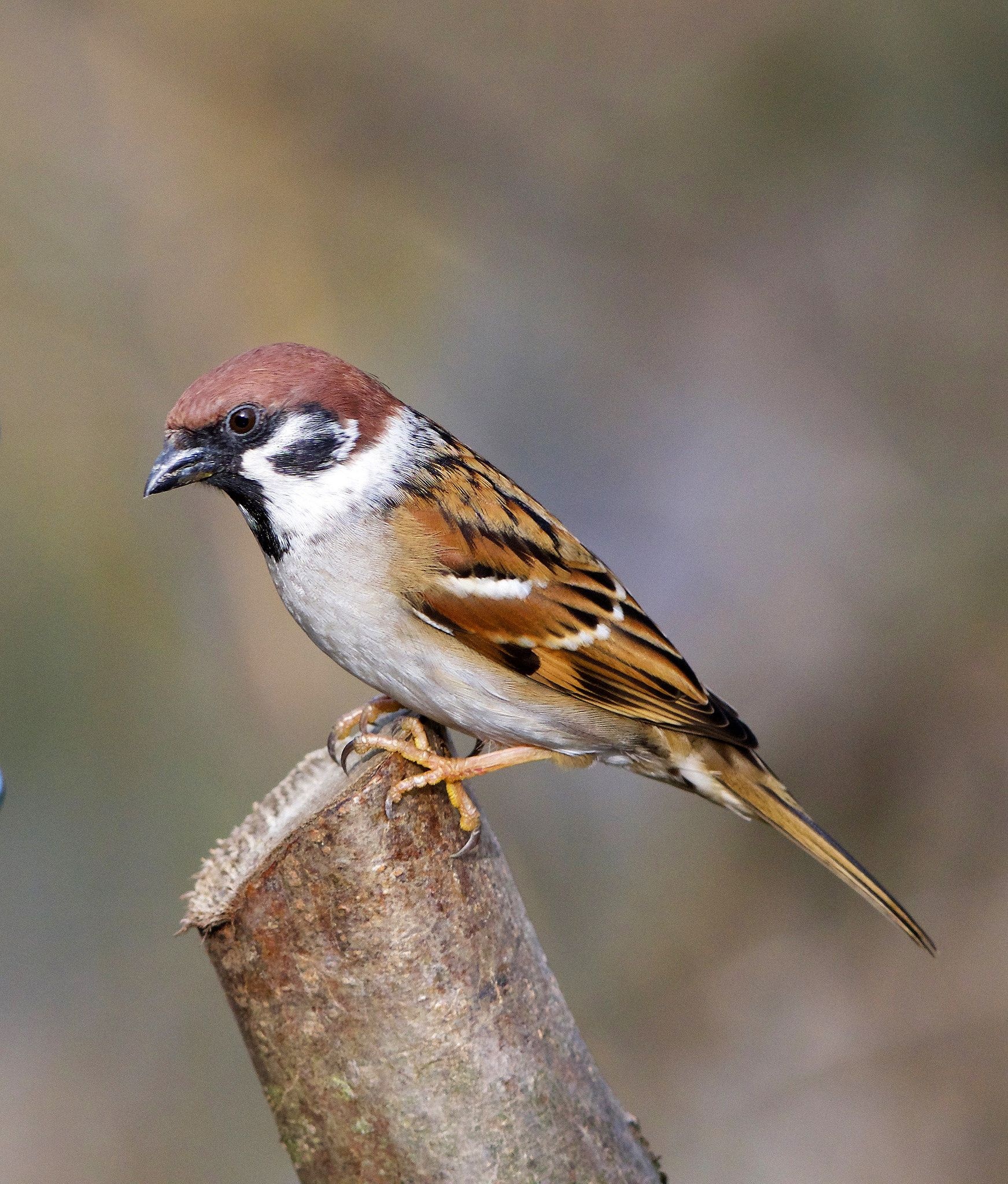 Tree sparrow, Passer montanus, Finch bird, 1750x2050 HD Phone
