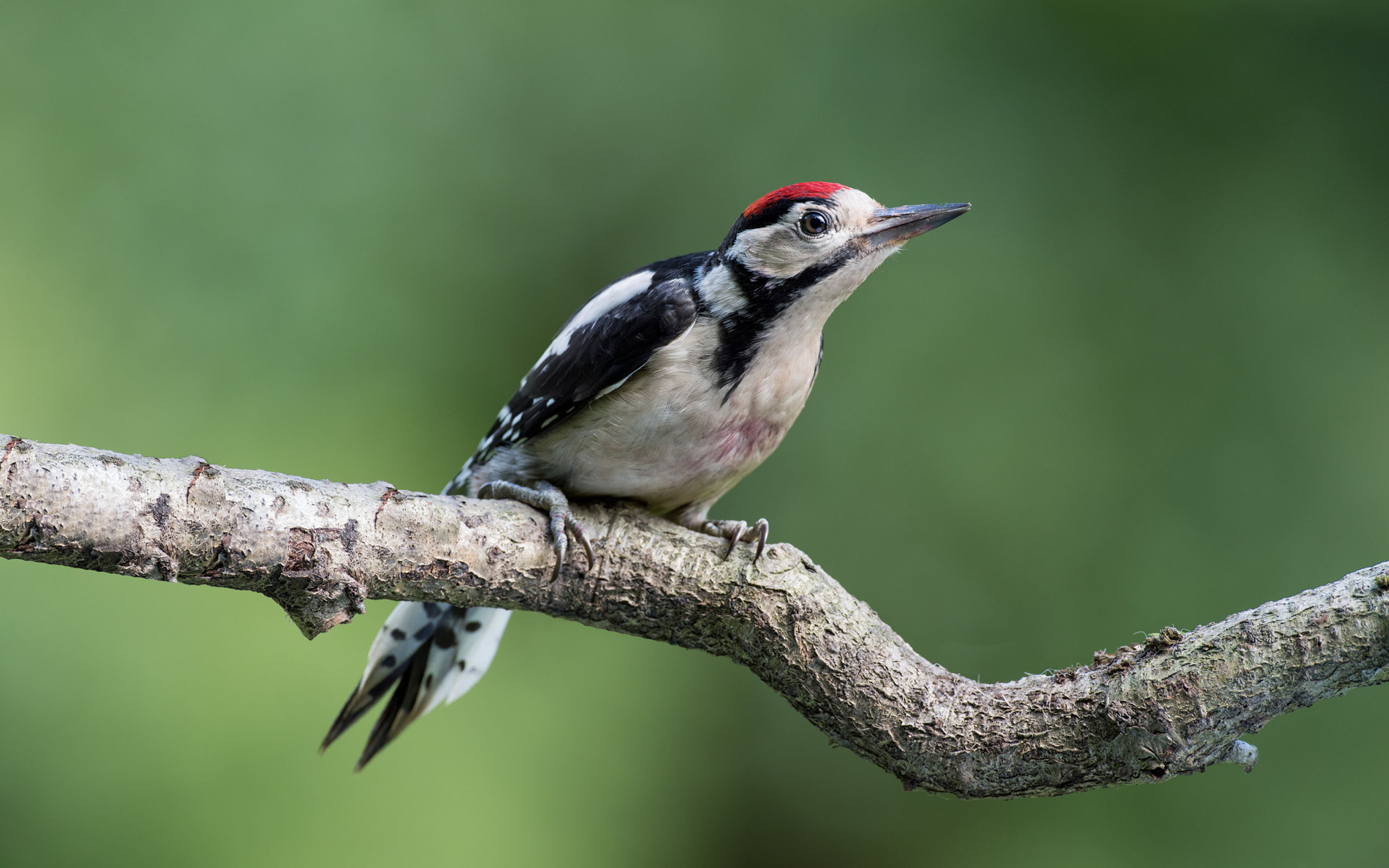 Woodpecker, Animals, Greater spotted woodpecker, HD Wallpaper, 2560x1600 HD Desktop