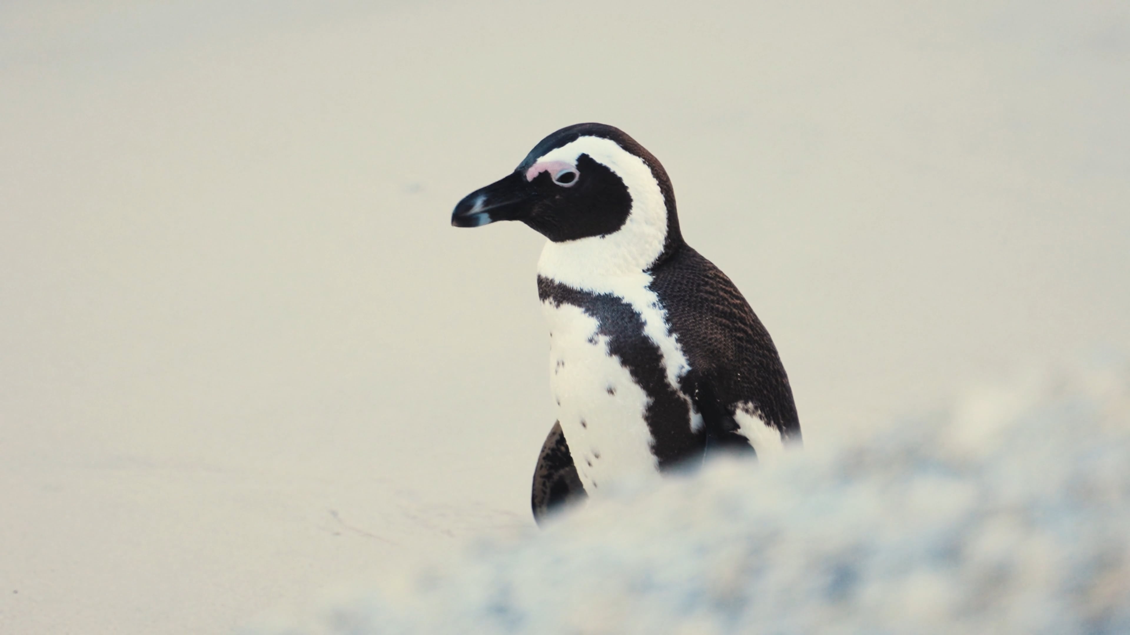 African penguins, Walking together, Antarctic explorers, Admiring penguins, 3840x2160 4K Desktop