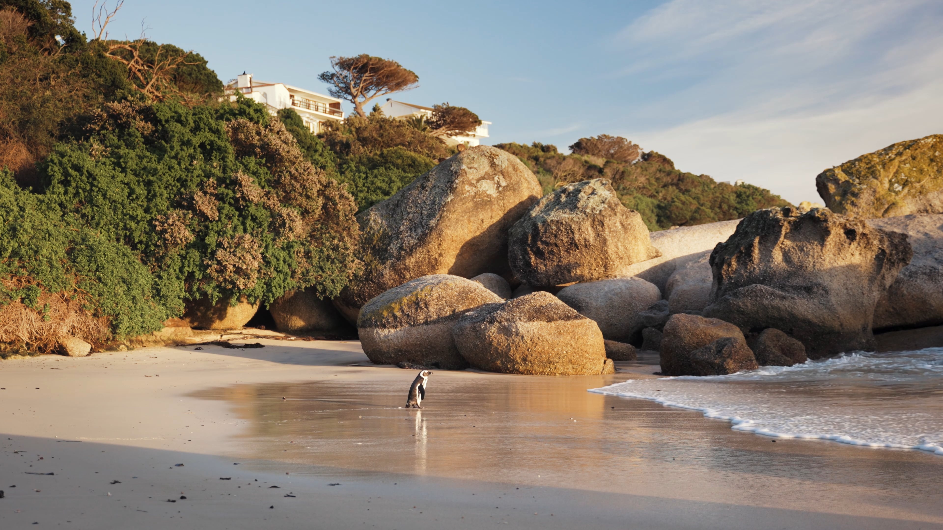 Shoreline adventure, African penguin stroll, Coastal habitat, Free and wild, 3840x2160 4K Desktop