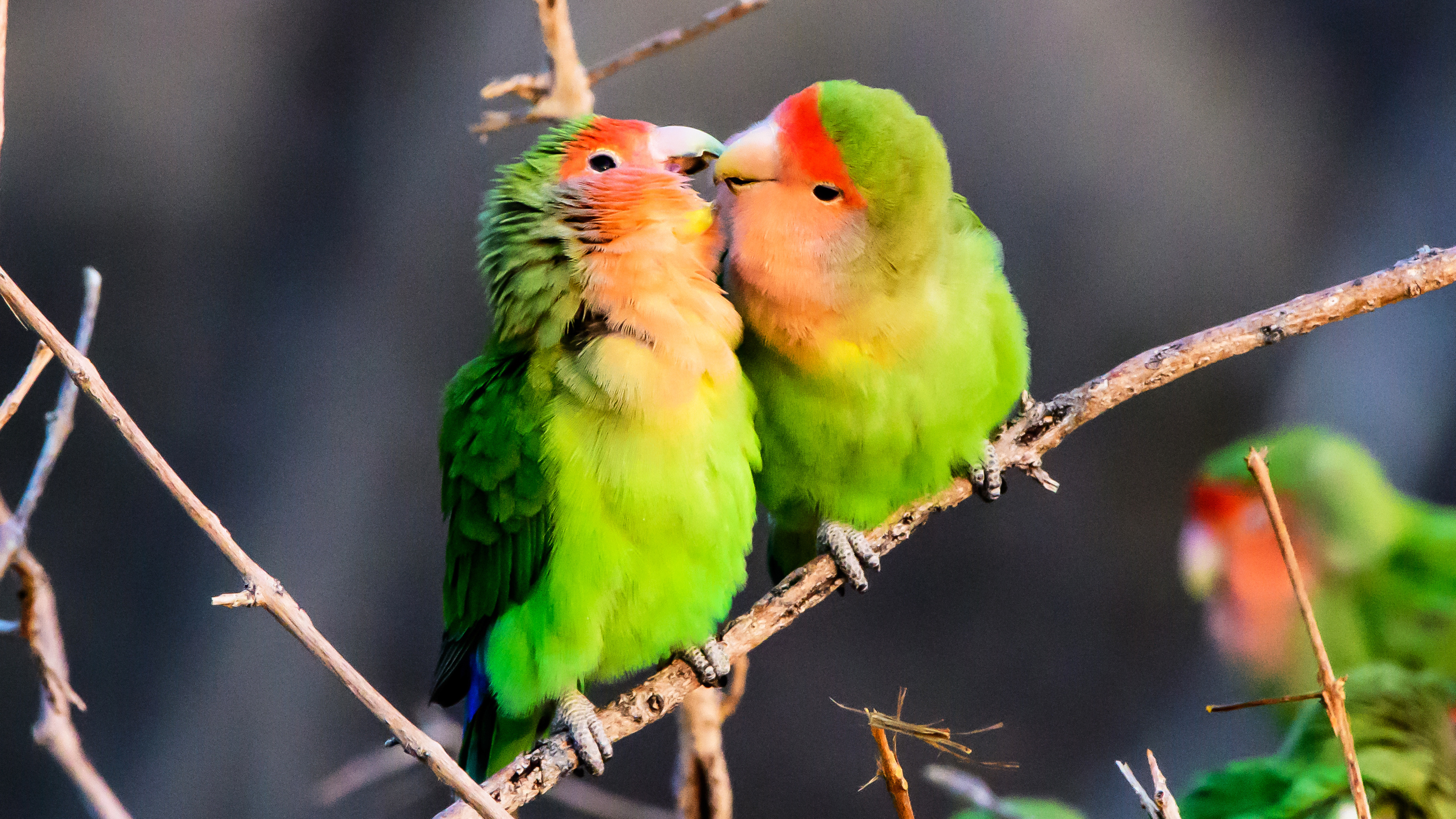 Lovebirds as pets, Parakeets, Caring, Affectionate, 3310x1860 HD Desktop