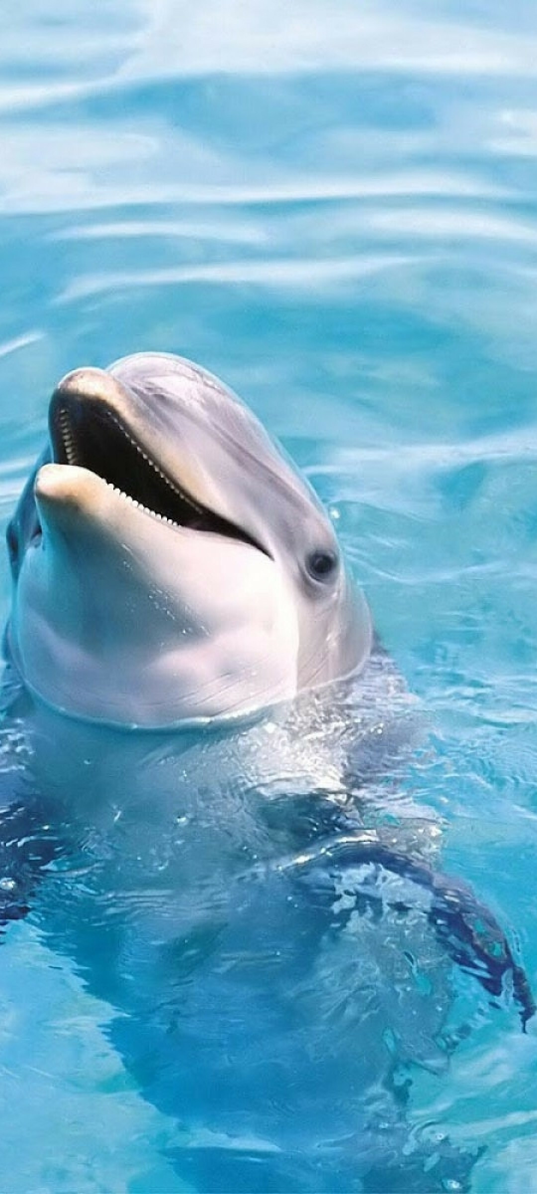 Dolphin: Bottlenose dolphins have been found to have signature whistles, a whistle that is unique to a specific individual. 1080x2400 HD Background.