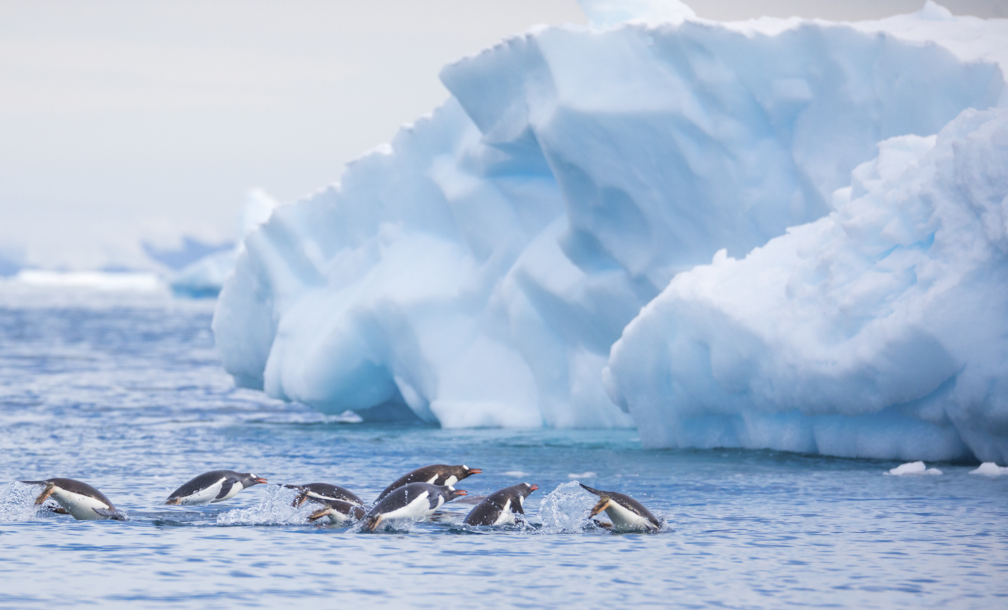 Antarctica, Dave Brosha, Photos, Landscape, 2050x1240 HD Desktop