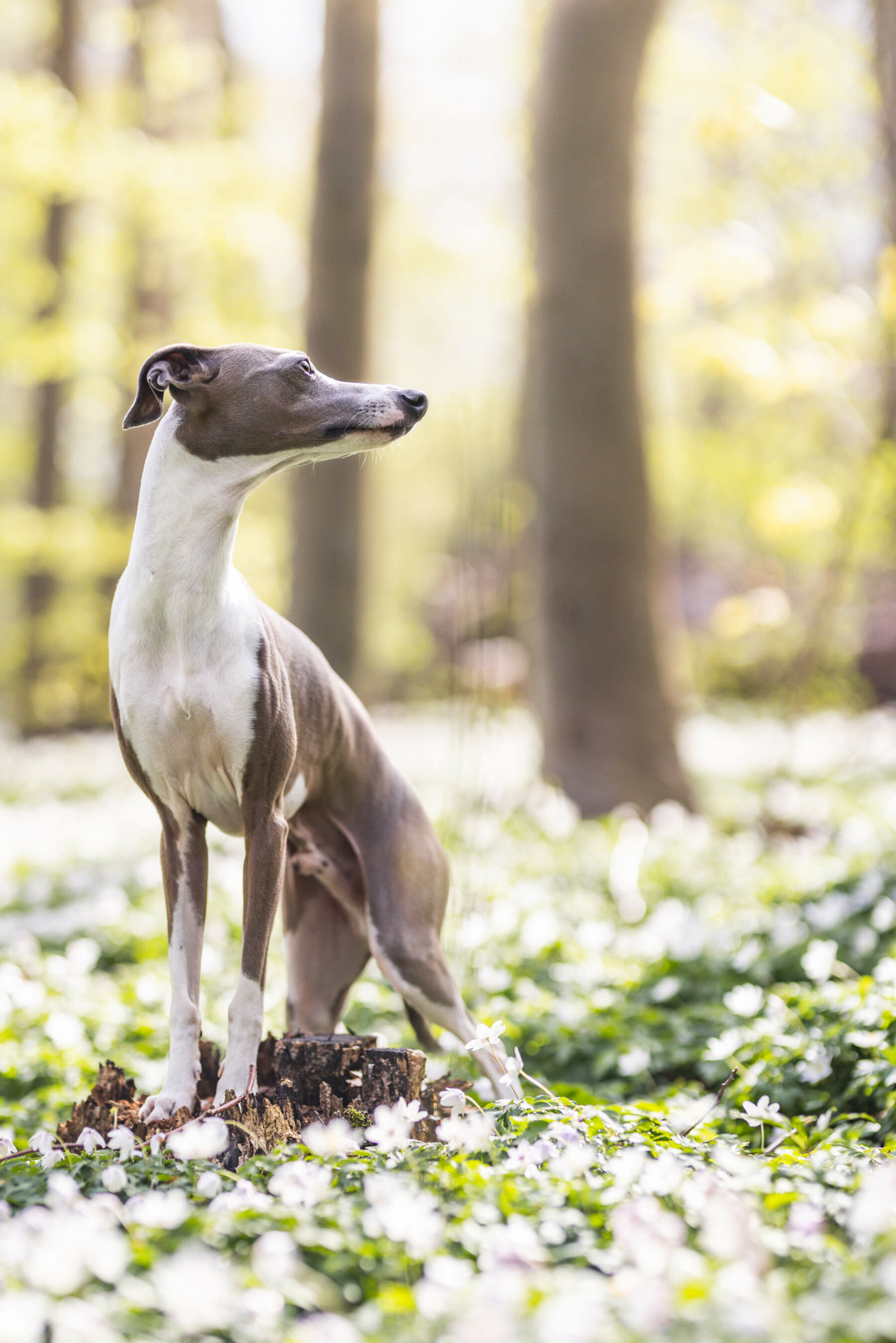Whippet Dog: Whippets today still strongly resemble a smaller Greyhound, Pet. 1800x2700 HD Background.