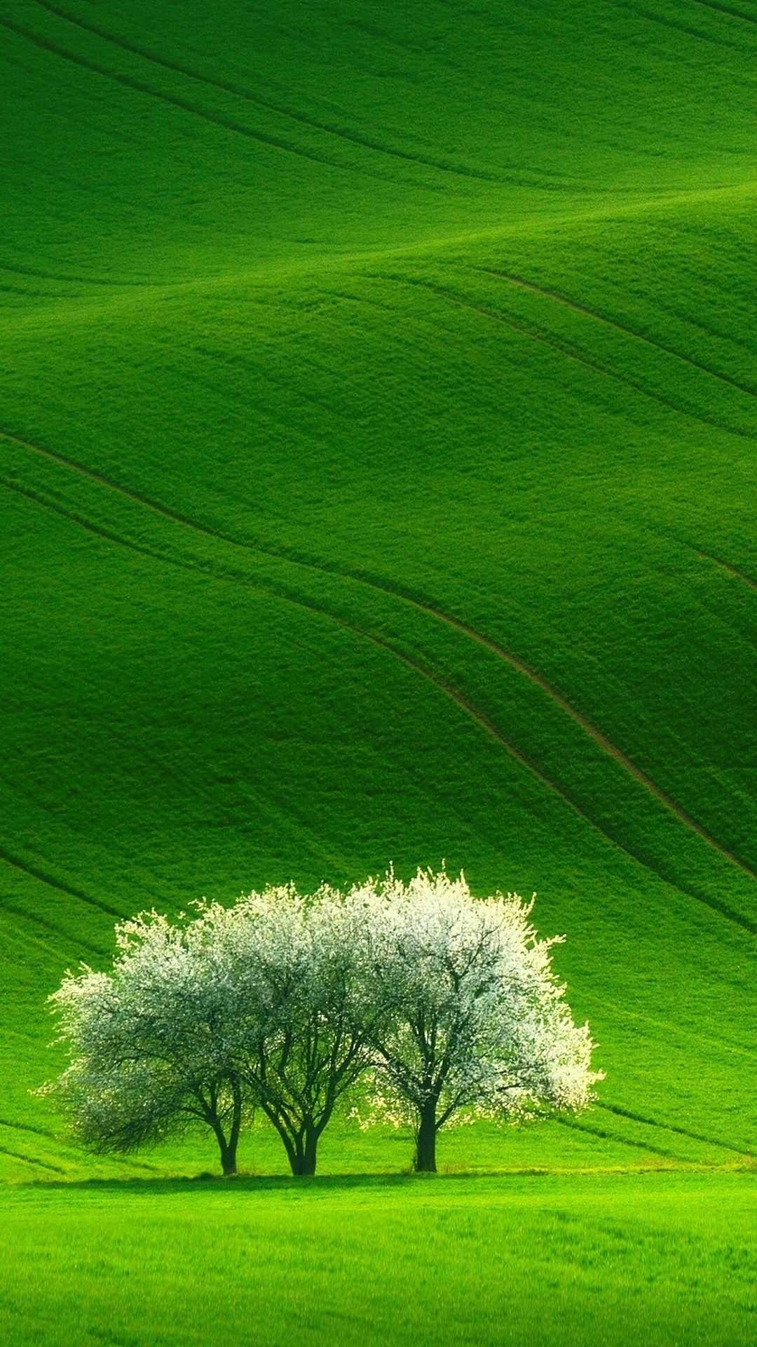 Scenery, Green, Natural beauty, Serene landscapes, 1080x1920 Full HD Phone