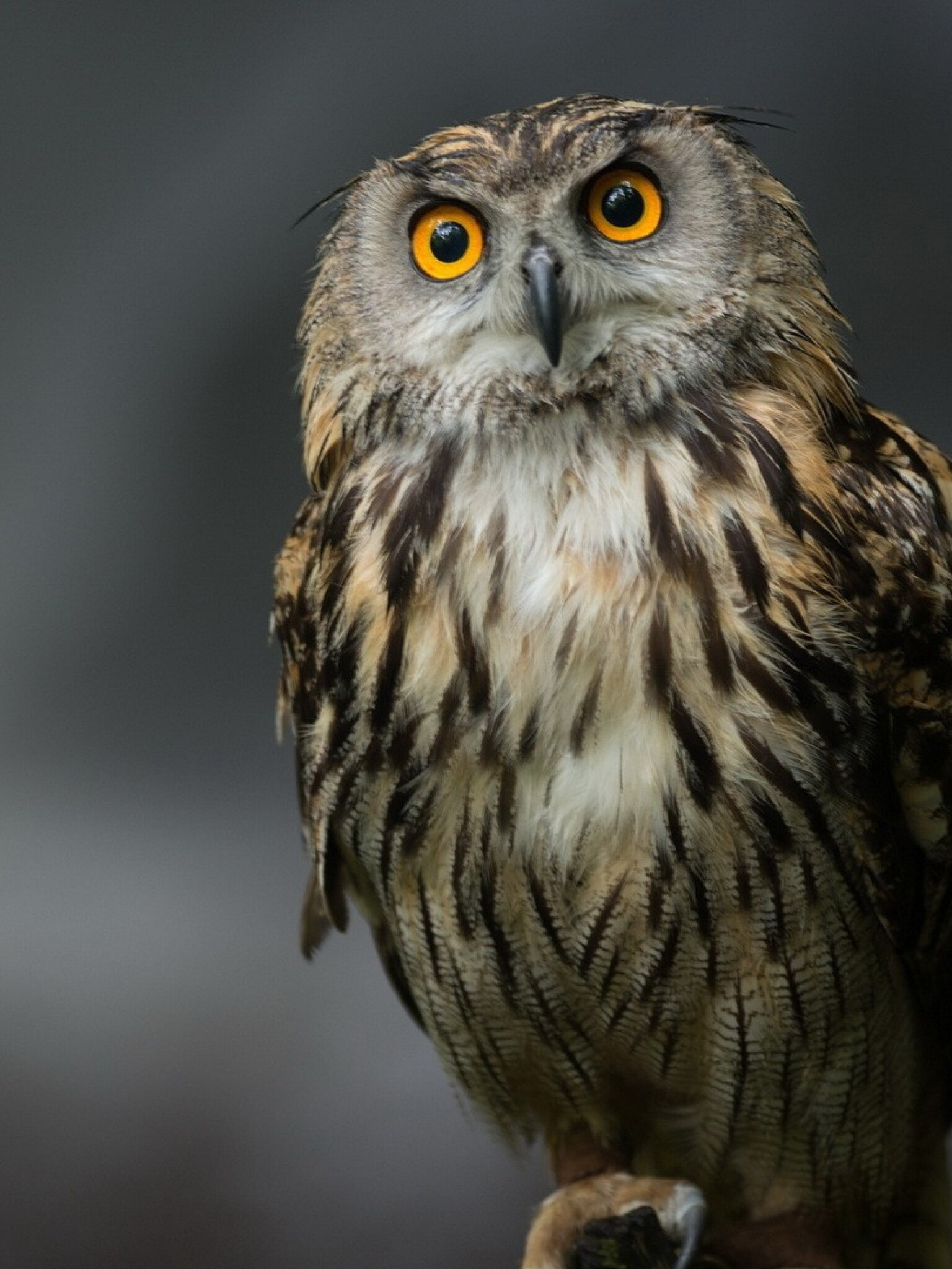 Owl: Owls are regarded as having the most frontally placed eyes among all avian groups, which gives them some of the largest binocular fields of vision. 1540x2050 HD Background.