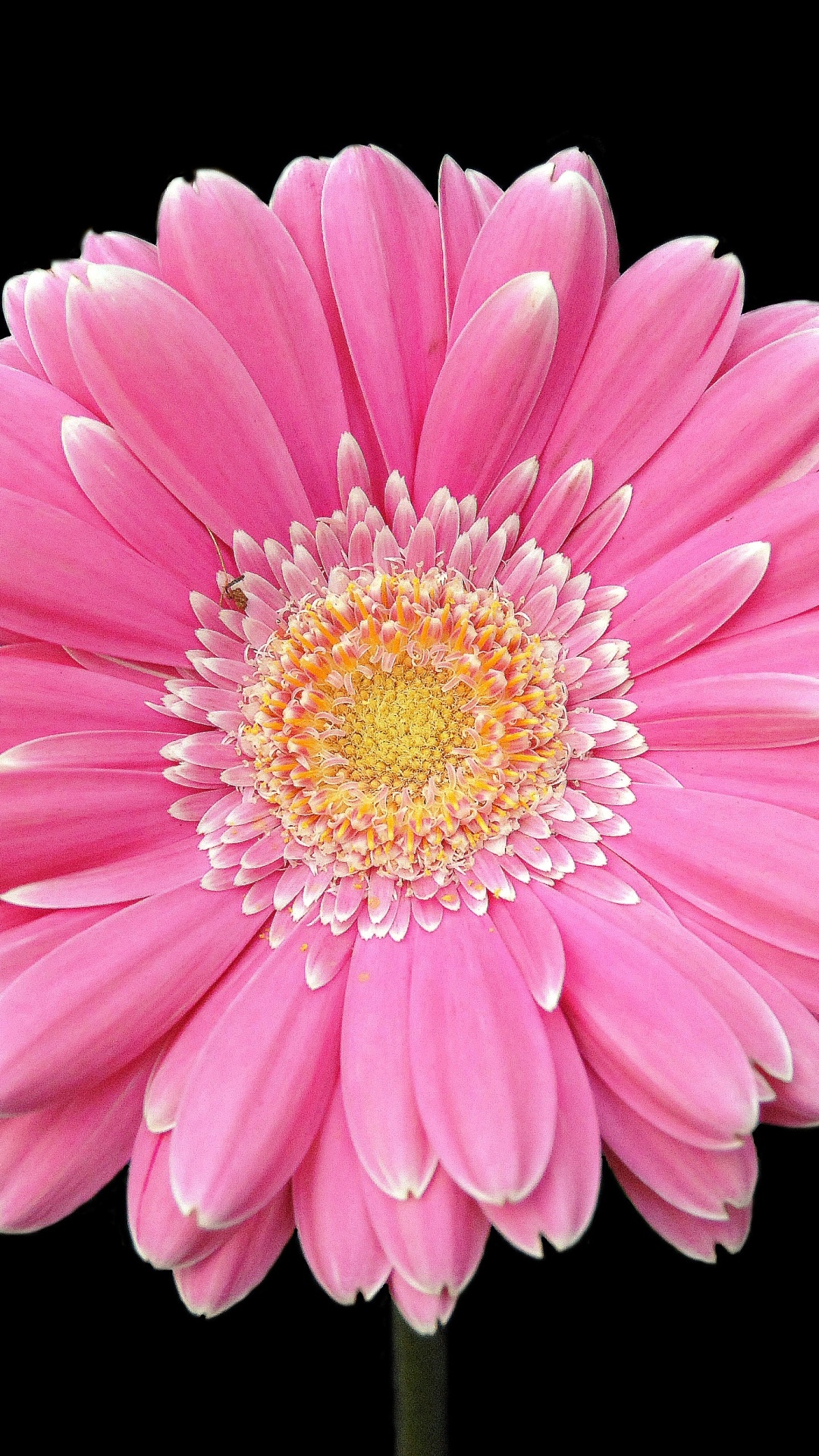 Gerbera Daisy: A flower that grows as an annual or perennial. 1080x1920 Full HD Wallpaper.