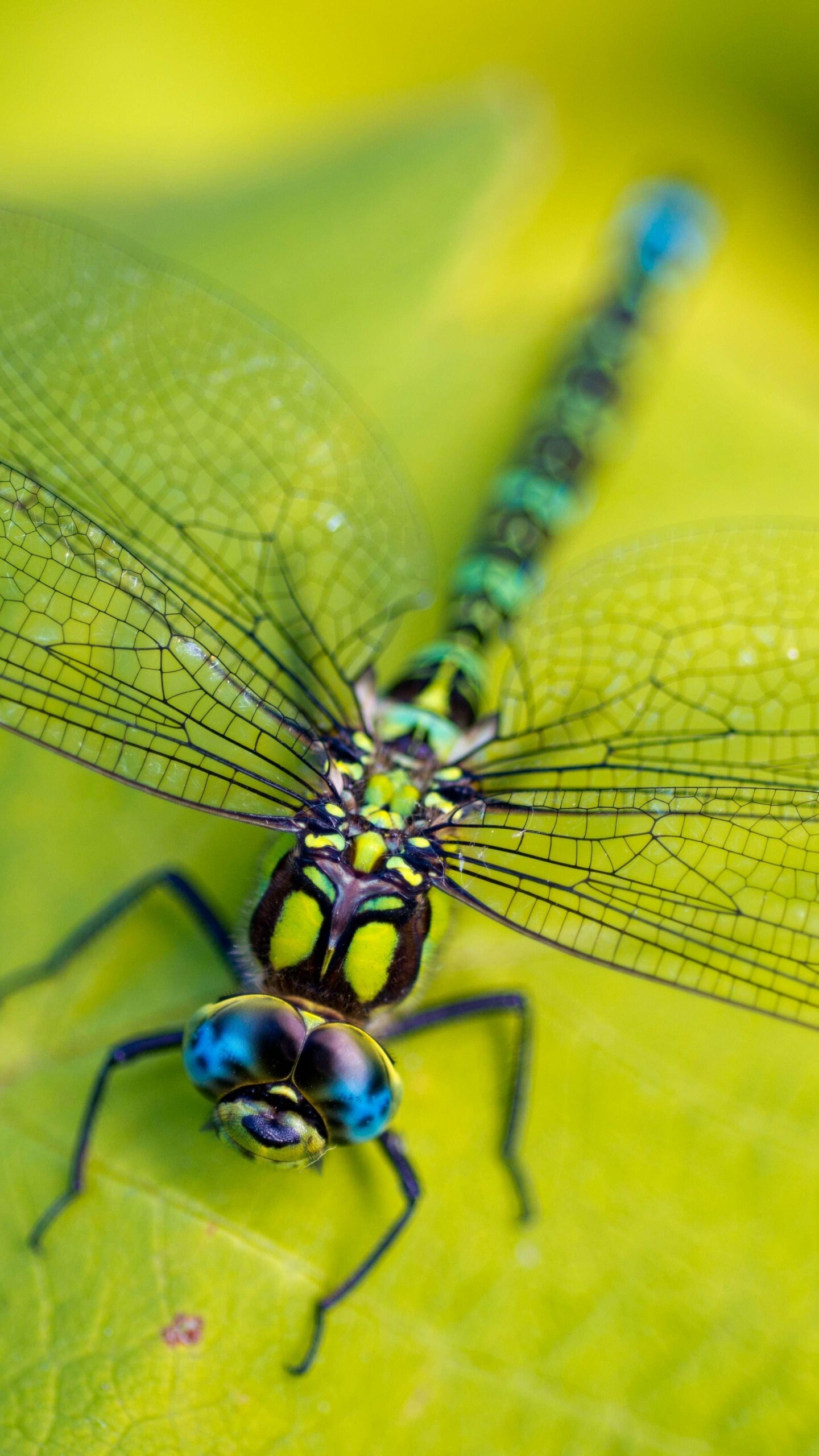Dragonfly: Leaves, Wings, Green, Insect, Macro, Nature, Animals. 1440x2560 HD Background.