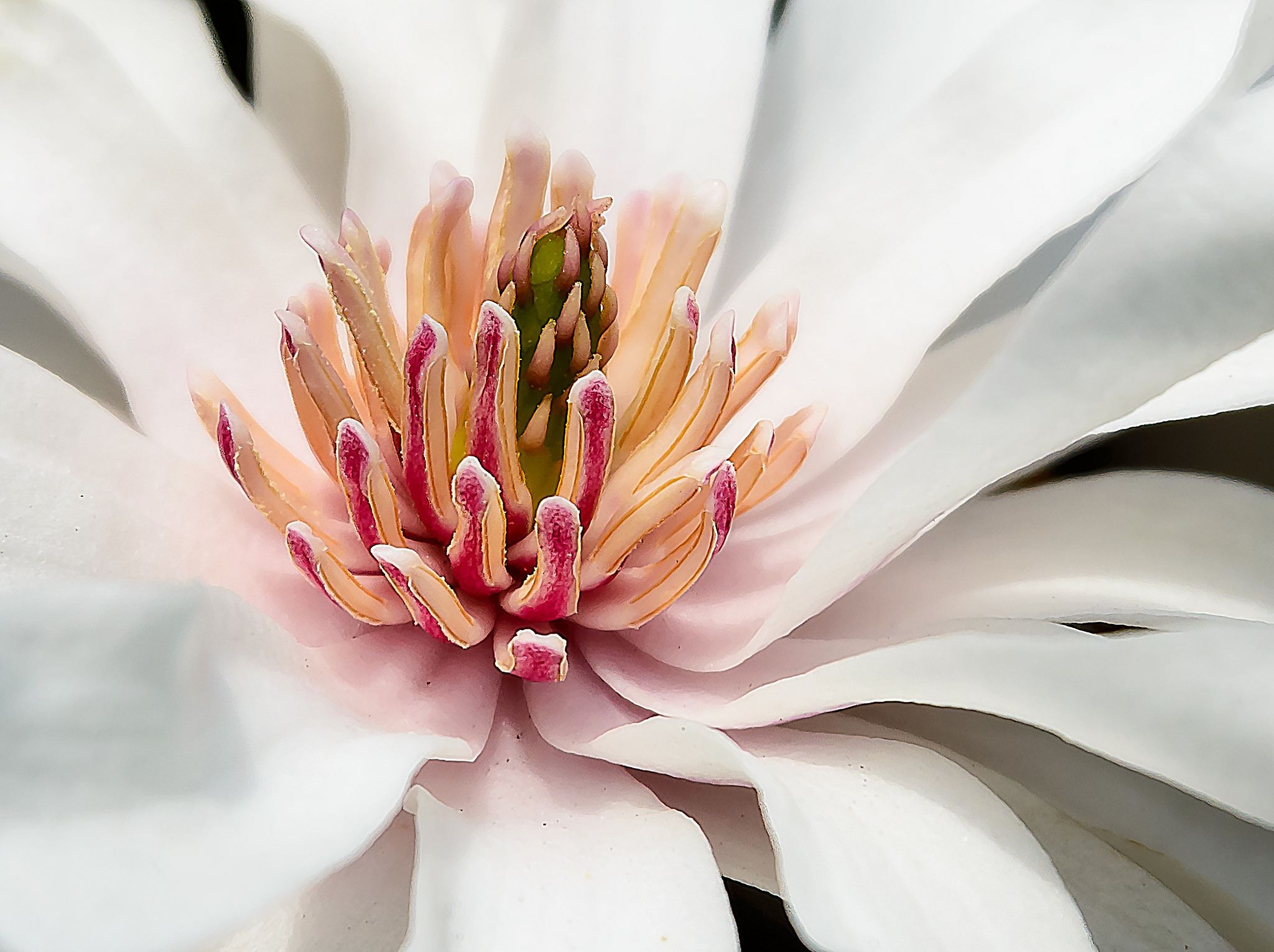 White magnolia macro, Elegant blossoms, Delicate beauty, Nature's purity, 2050x1540 HD Desktop