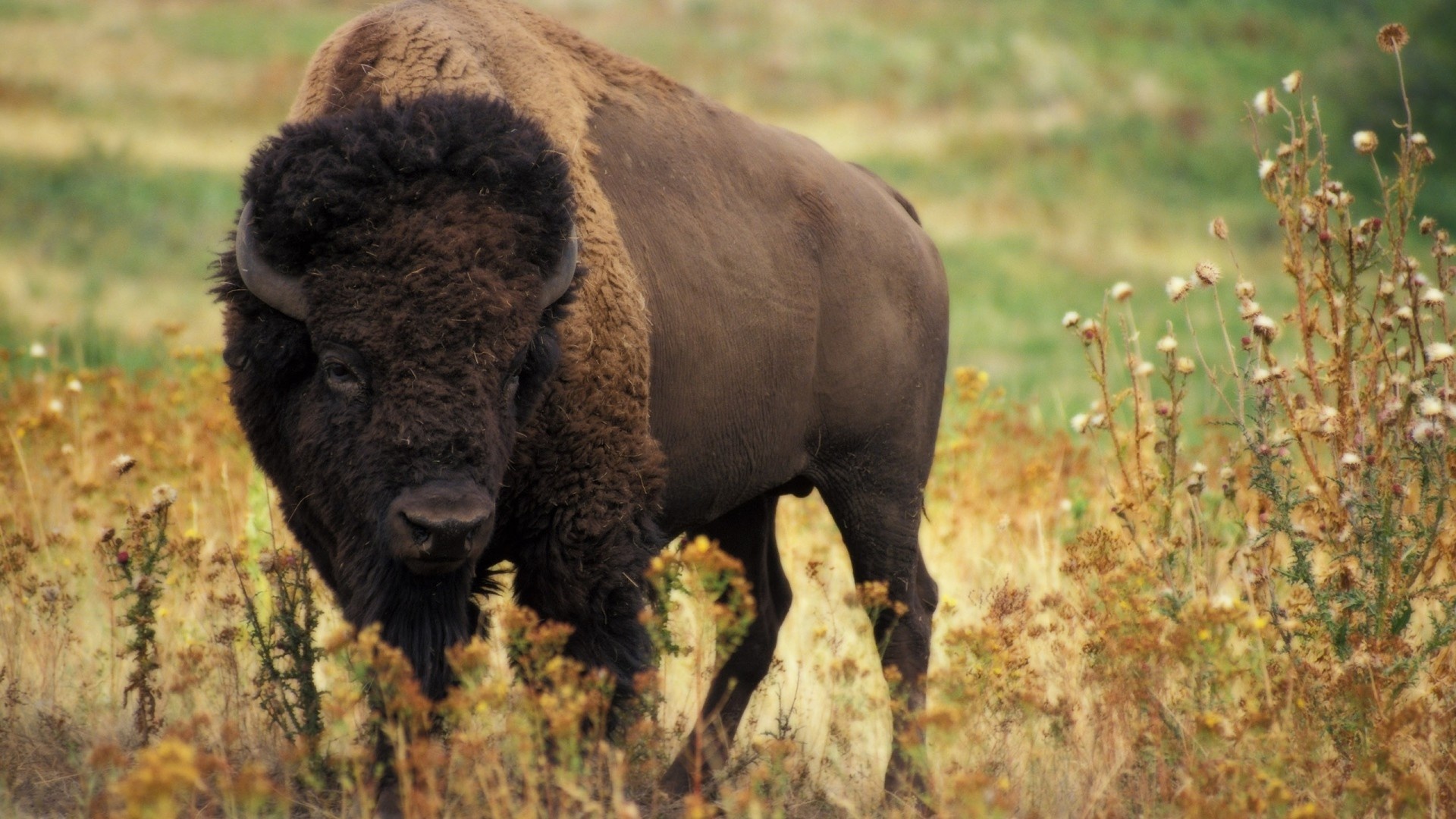 HD bison wallpaper, Majestic animal imagery, Untamed wilderness, Wildlife wonder, 1920x1080 Full HD Desktop