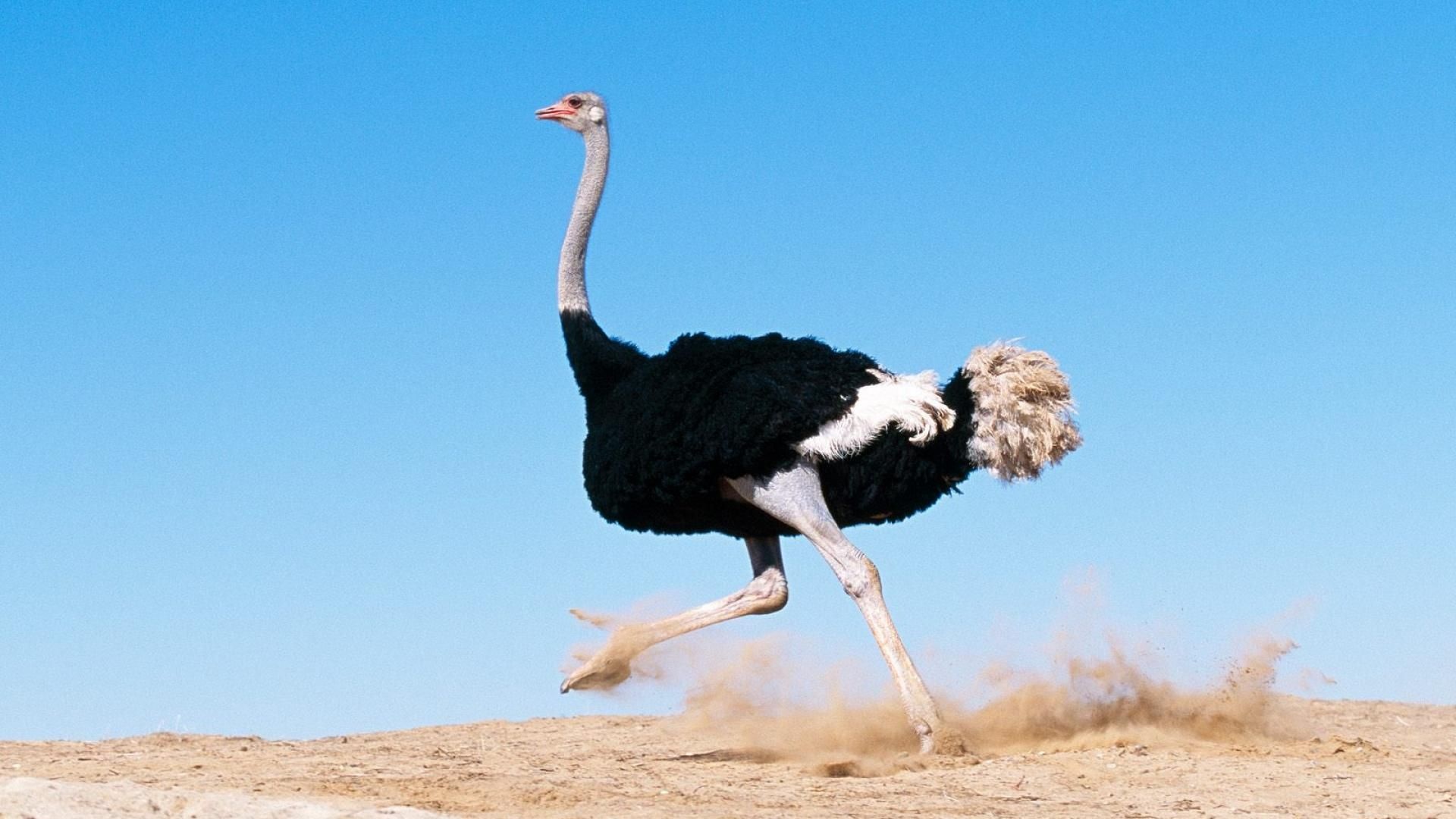 Vibrant ostrich wallpapers, High-quality images, Dynamic backgrounds, Visual appeal, 1920x1080 Full HD Desktop