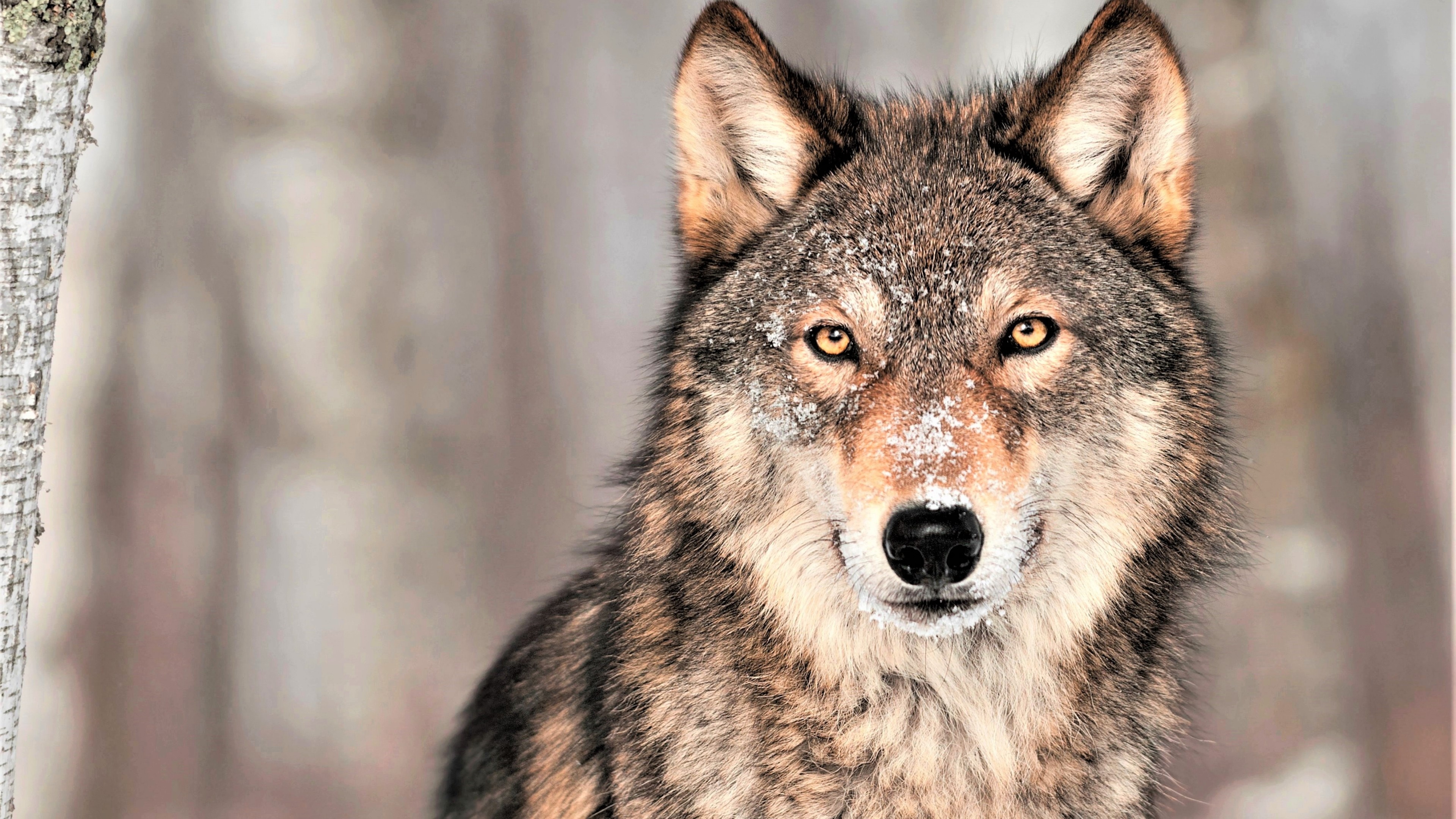 Gray Wolf: The largest extant member of the family Canidae, Banded fur mottled white, brown and black. 3840x2160 4K Wallpaper.