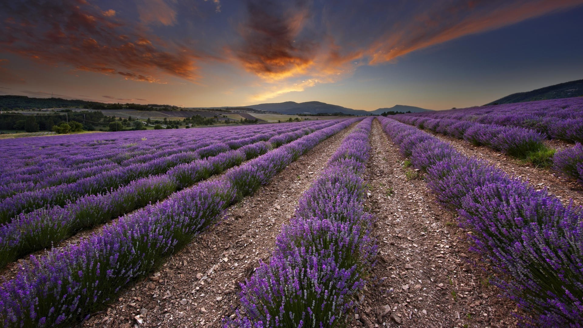 Lavender field, Nature photography, HD wallpapers, 1920x1080 Full HD Desktop