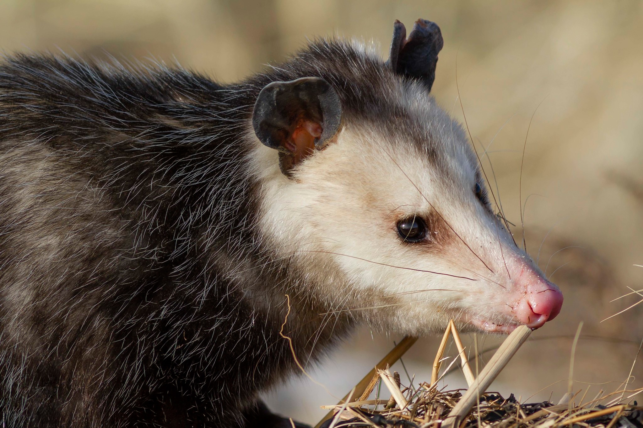 Eth, Opossum-related content, Unknown significance, Enigmatic reference, 2050x1370 HD Desktop