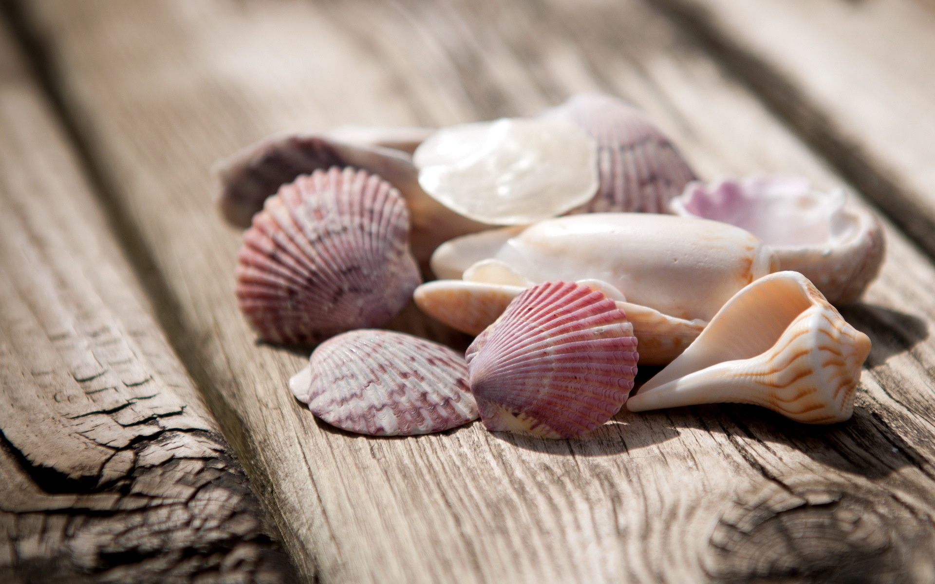 Sea Shell: Flat and cone are two general types of shapes, Molluscs. 1920x1200 HD Wallpaper.
