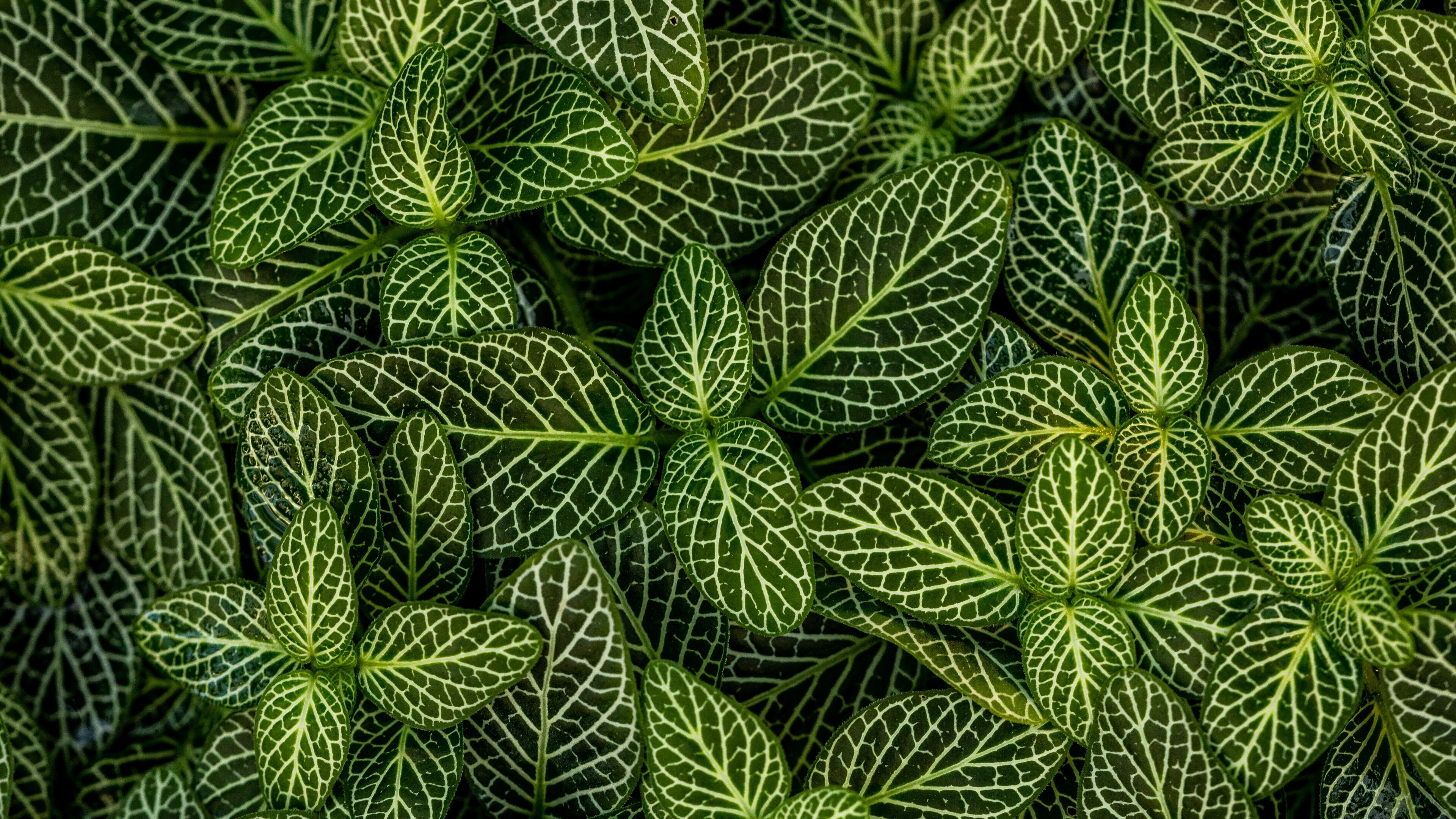 Leaves: A part of a plant that's usually green and attached to it by a stem or stalk. 3840x2160 4K Wallpaper.