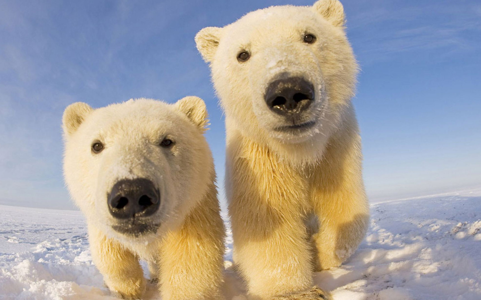 Arctic travels, Polar bear cubs, Animal wallpapers, 1920x1200 HD Desktop