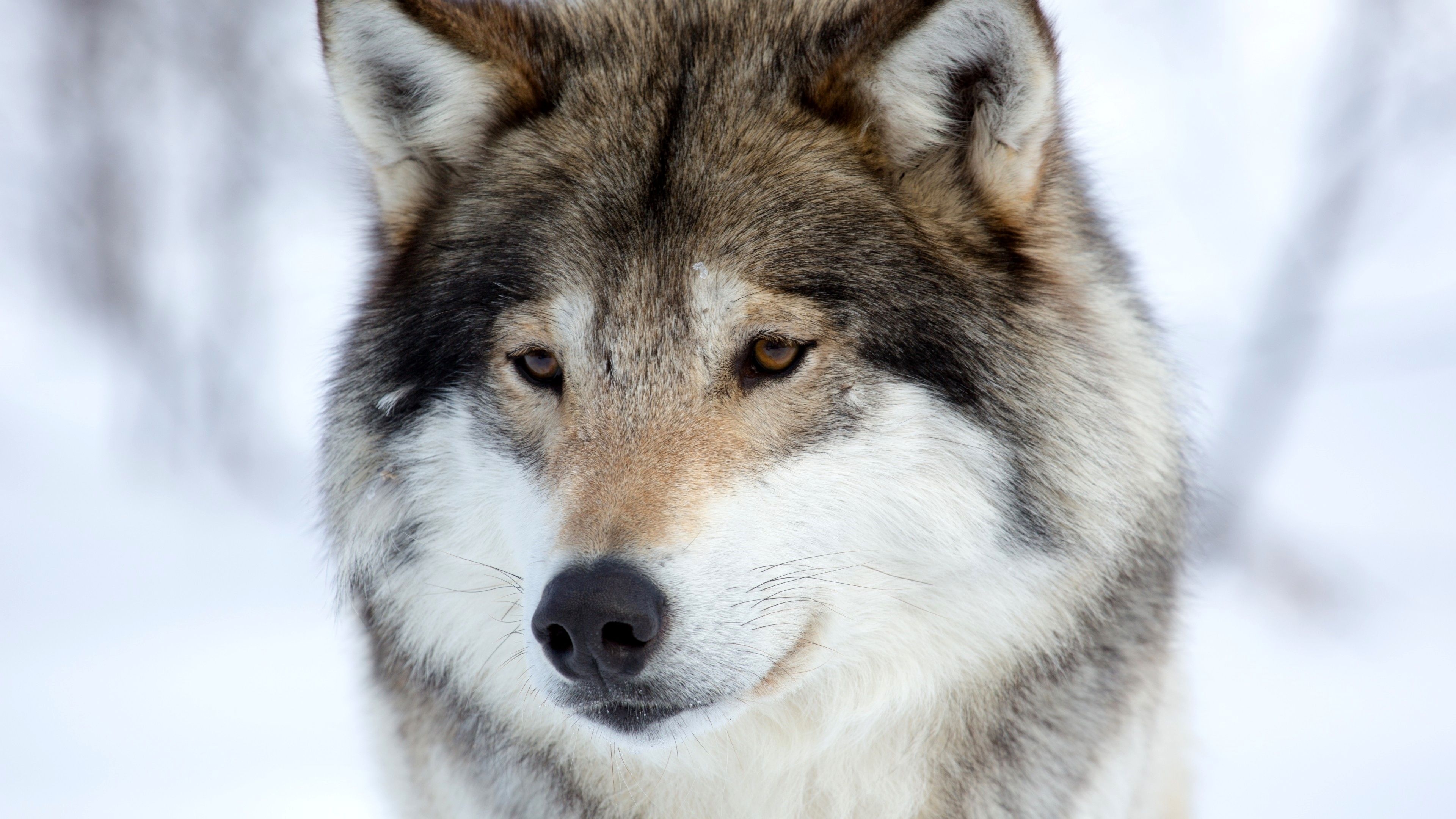 Gray Wolf: Dog family, A symbol of guardianship, ritual, loyalty, and spirit, Wildlife. 3840x2160 4K Background.
