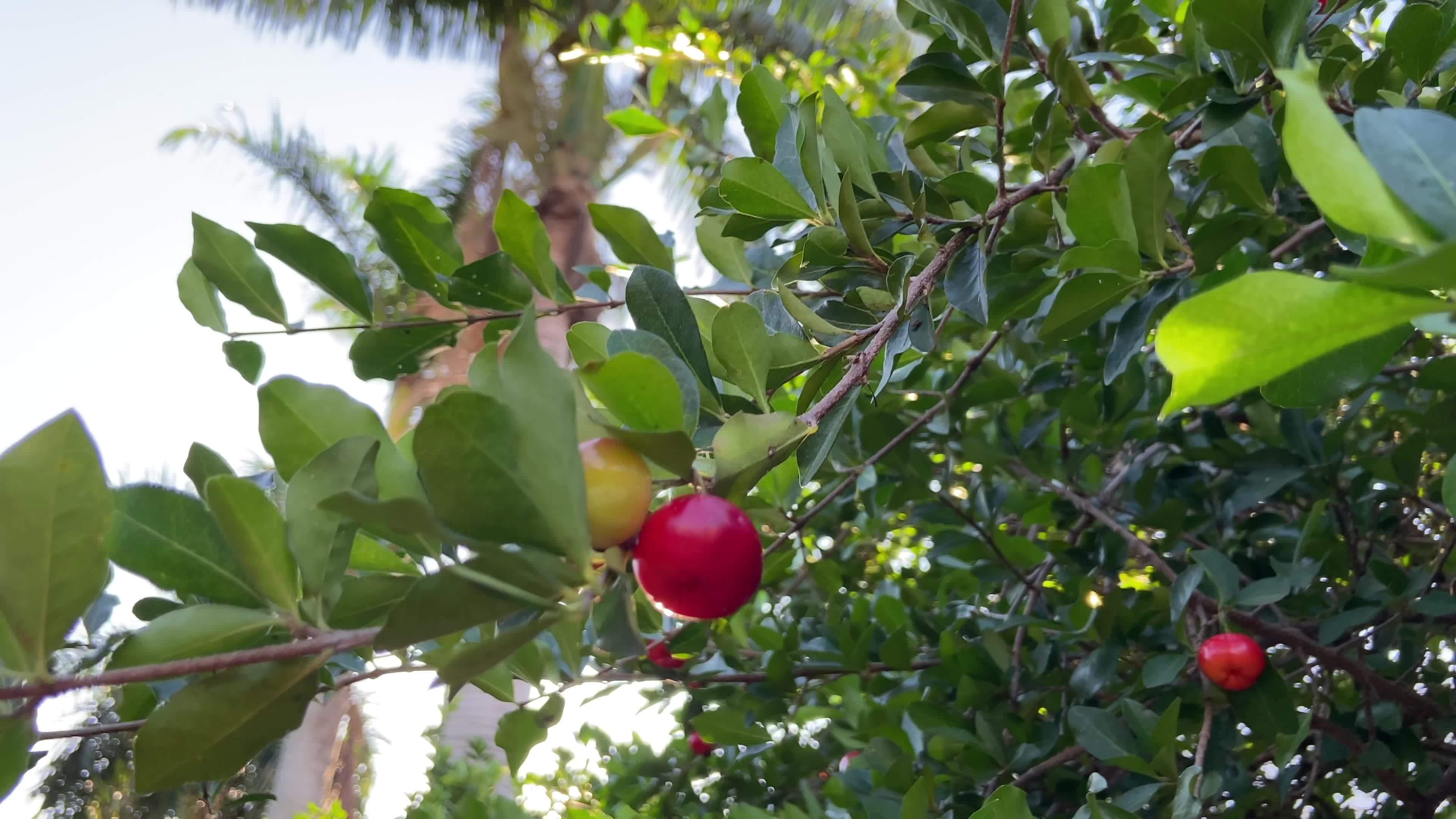 Cherry Tree, Acerola cherry tree, Barbados cherries, Healthy fruit, 3840x2160 4K Desktop